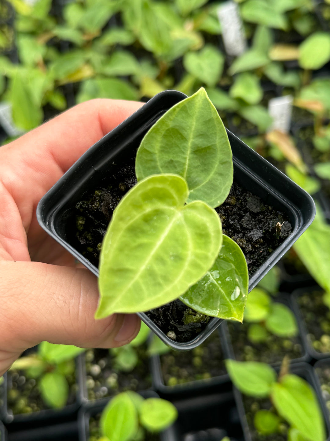 Anthurium Tim Anderson Crystal Black x A. Ree Gardens Non-Besseae