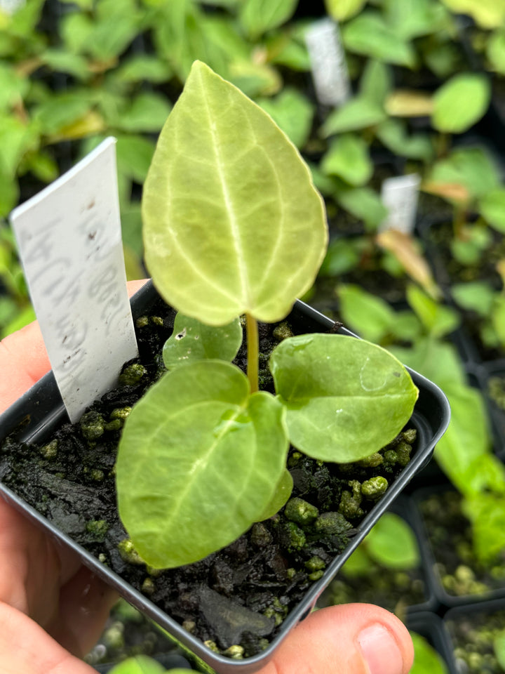 Anthurium Tim Anderson Crystal Black x A. Ree Gardens Non-Besseae