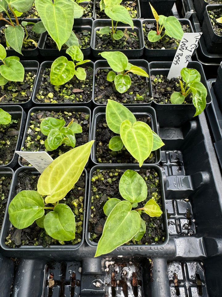 Anthurium Tim Anderson Crystal Black x A. Ree Gardens Non-Besseae