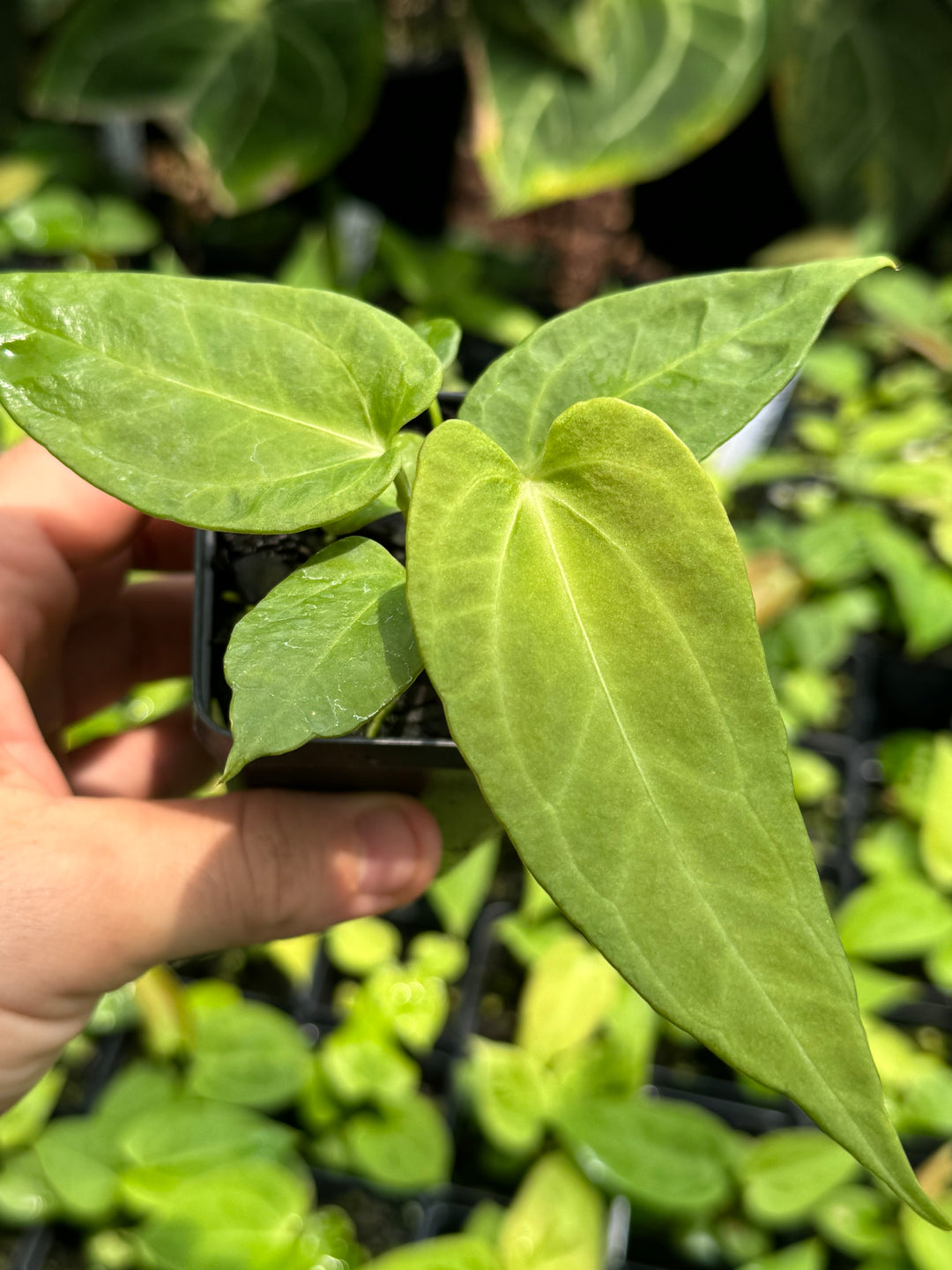 Anthurium Hoffmannii x X Rotundatum x