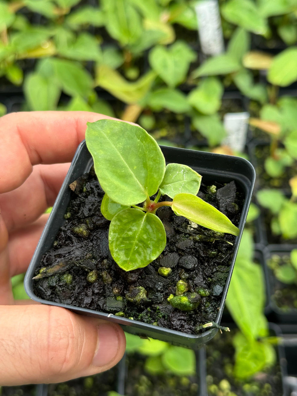 Anthurium Tim Anderson Crystal Black x A. Ree Gardens Non-Besseae