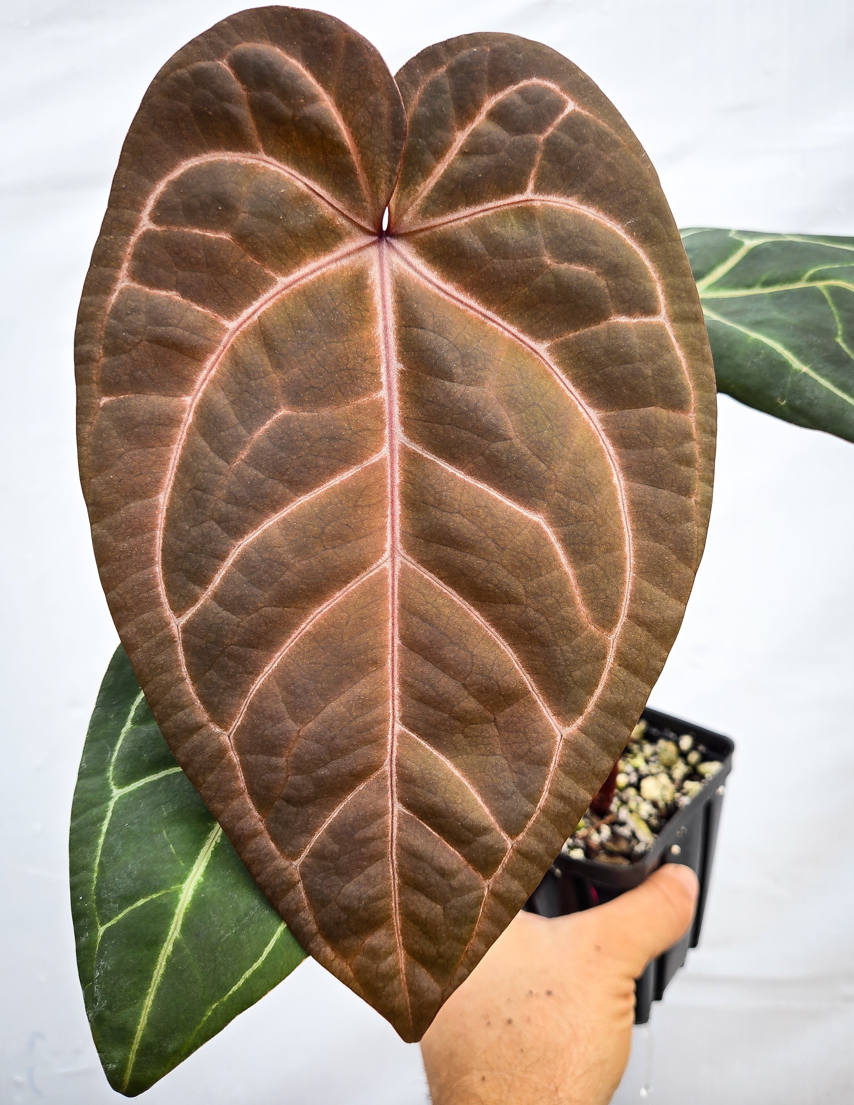 Anthurium 'Doc Block Purple F2' x ('Rotundatum X'/'Doc Block Purple F2') (CS15)