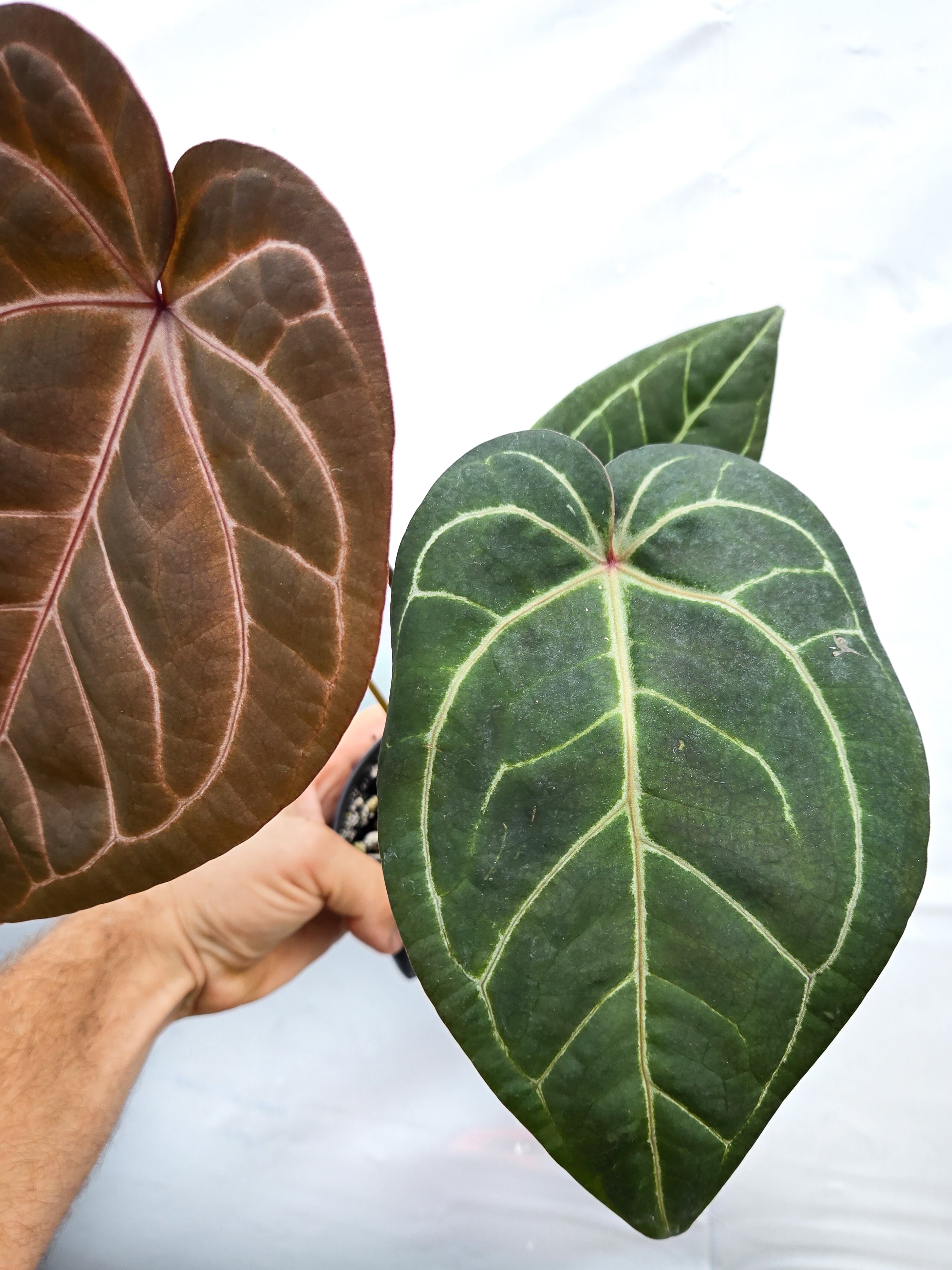 Anthurium 'Doc Block Purple F2' x ('Rotundatum X'/'Doc Block Purple F2') (CS15)