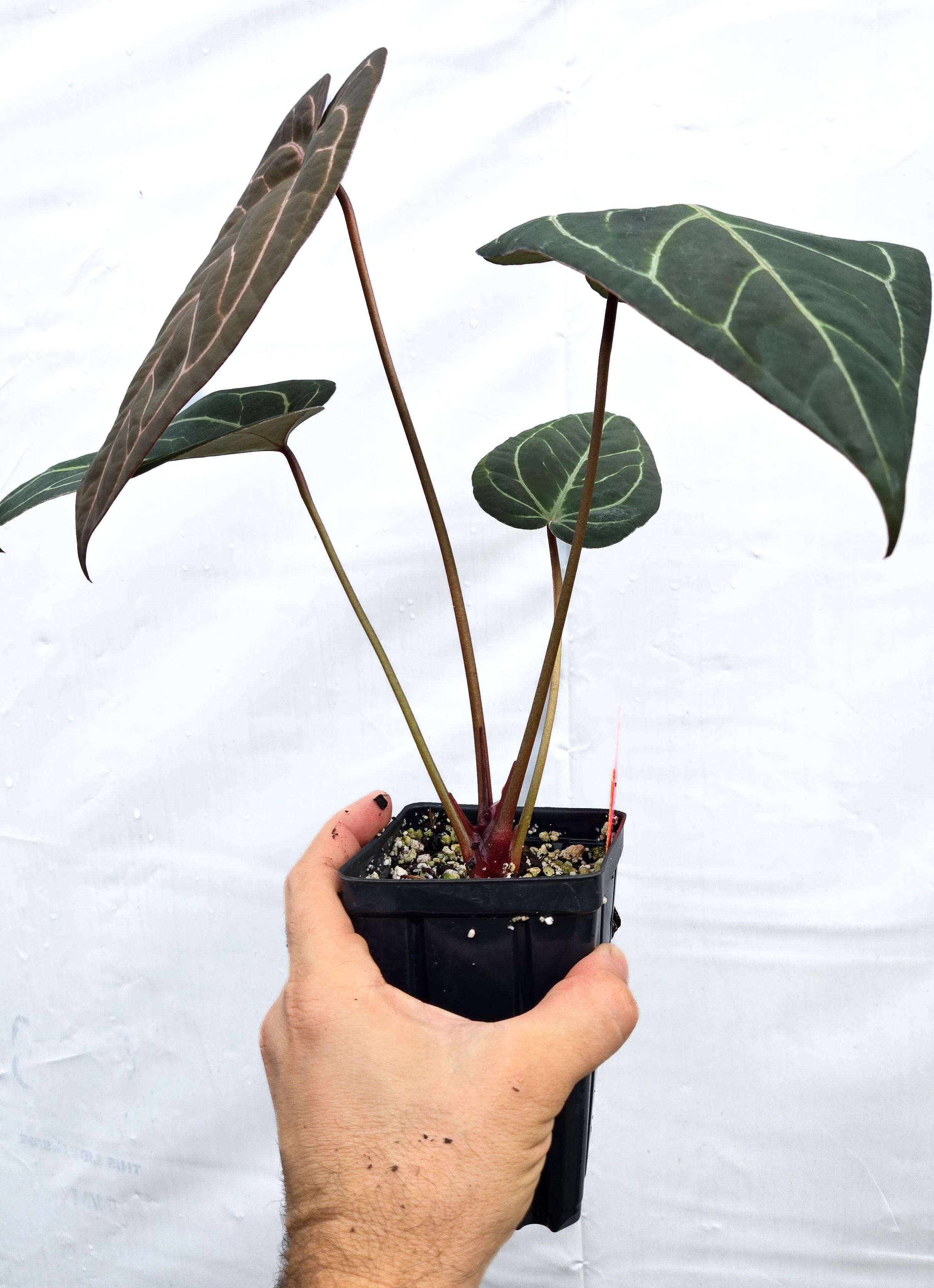 Anthurium 'Doc Block Purple F2' x ('Rotundatum X'/'Doc Block Purple F2') (CS15)