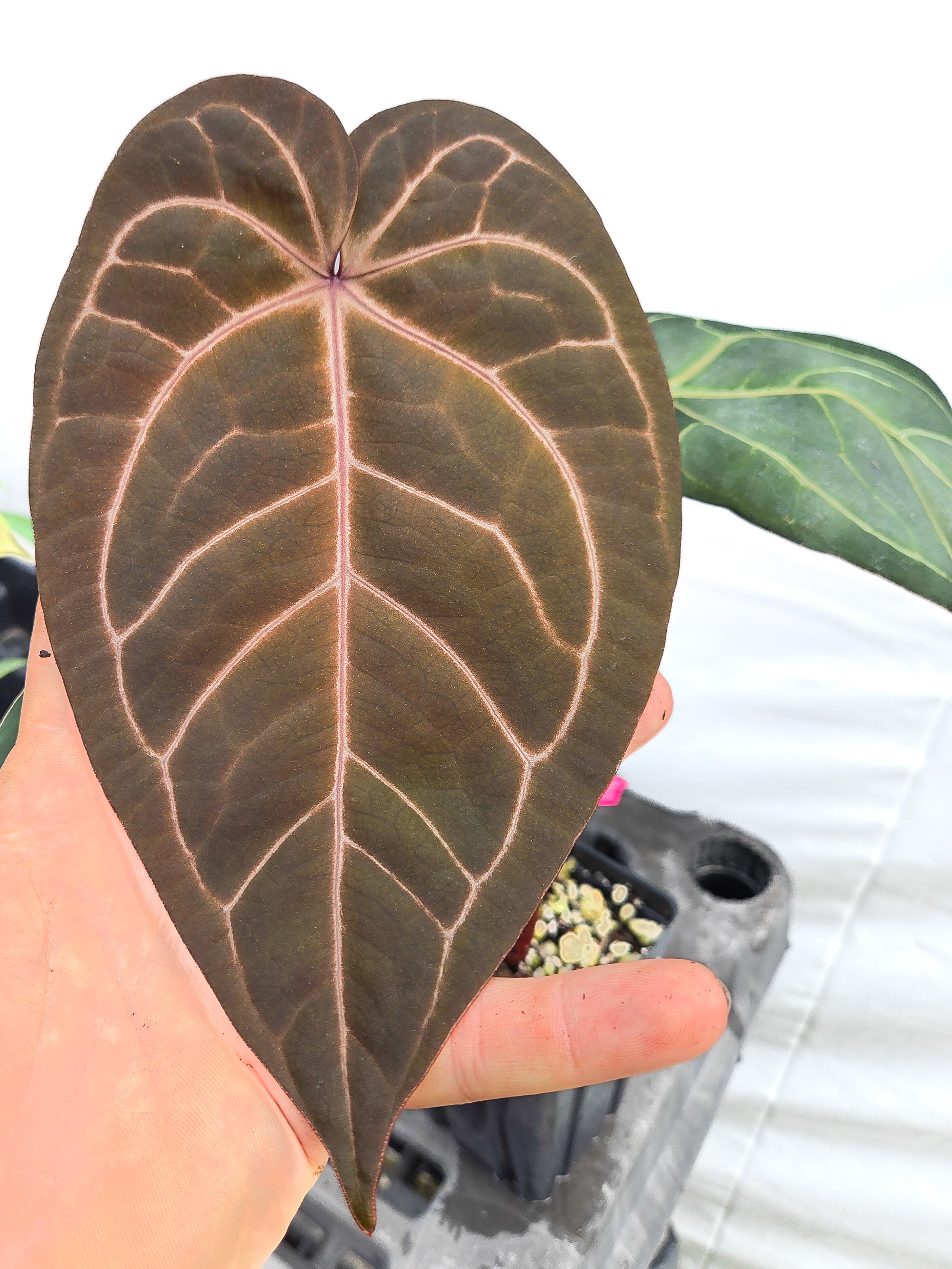 Anthurium 'Doc Block Purple F2' x ('Rotundatum X'/'Doc Block Purple F2') (CS15)