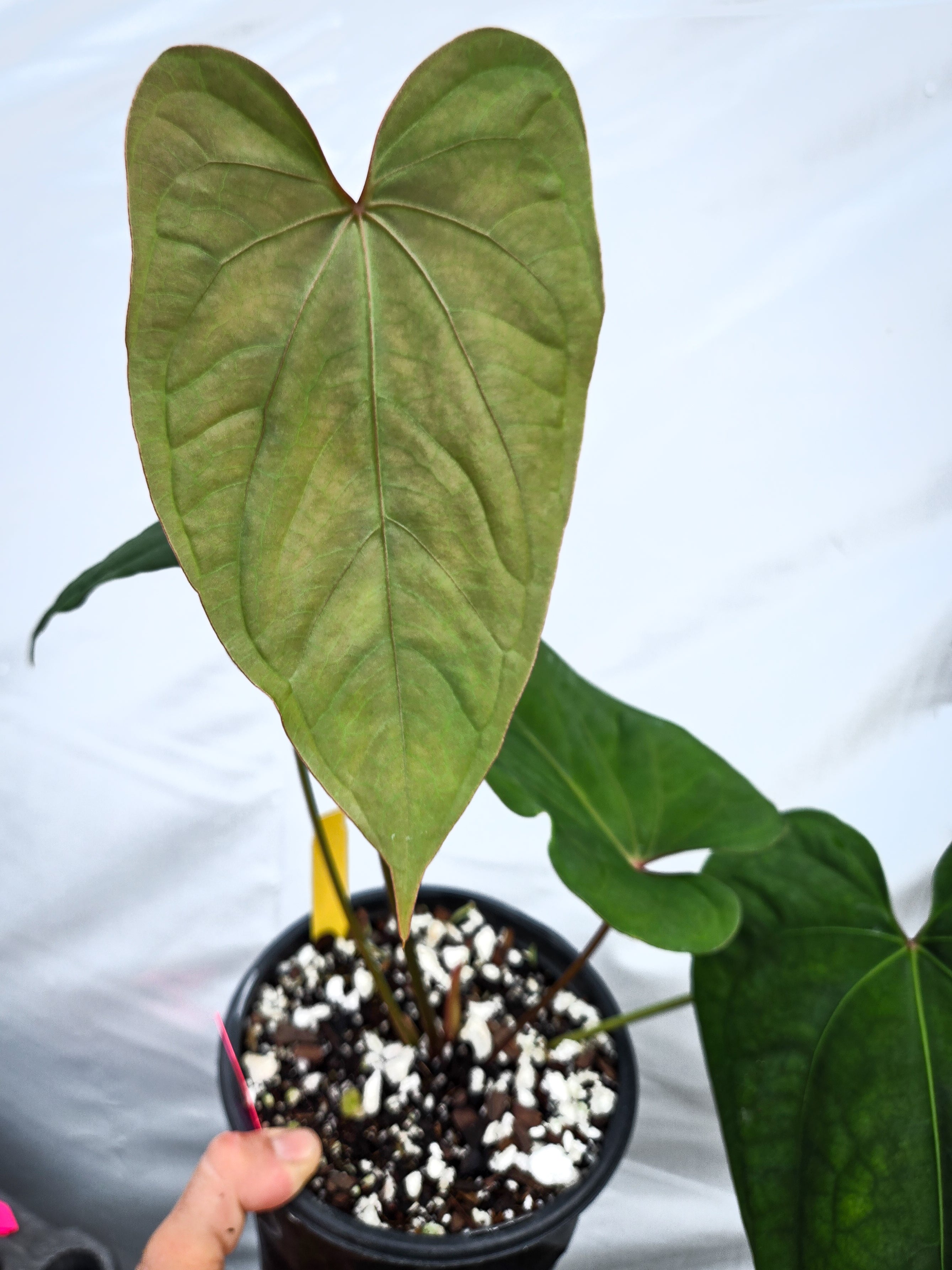 Anthurium 'Circus Peanuts' x 'Hoffmannii X' – Nice Plants Good Pots