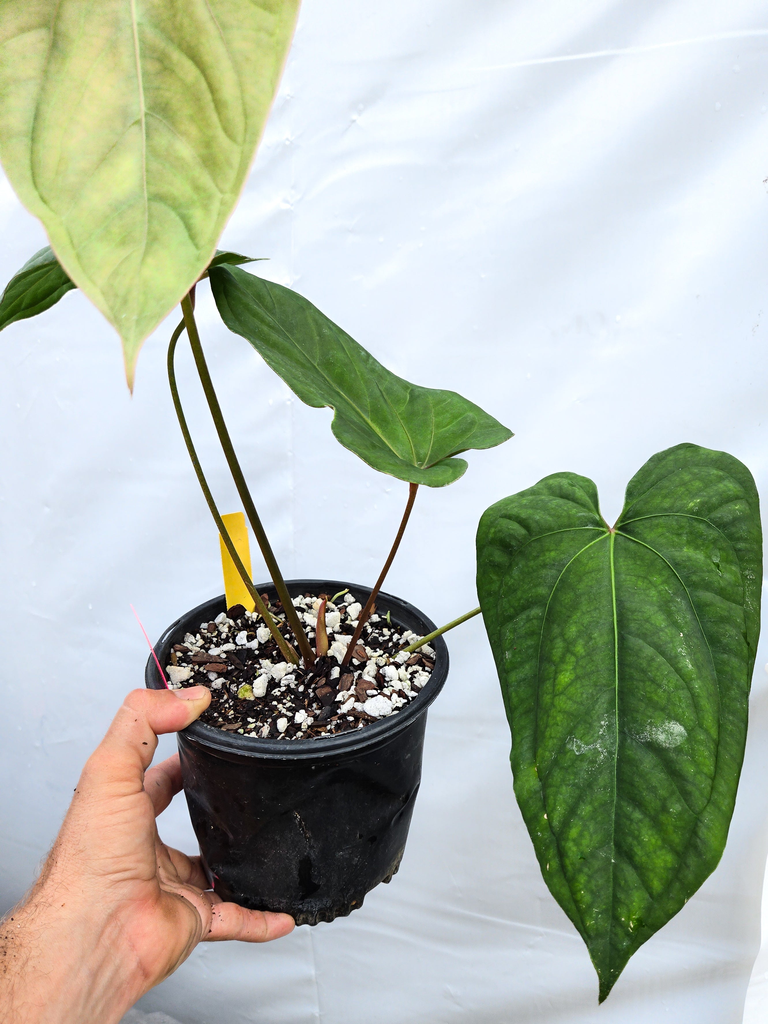 Anthurium 'Circus Peanuts' x 'Hoffmannii X' (CS16)