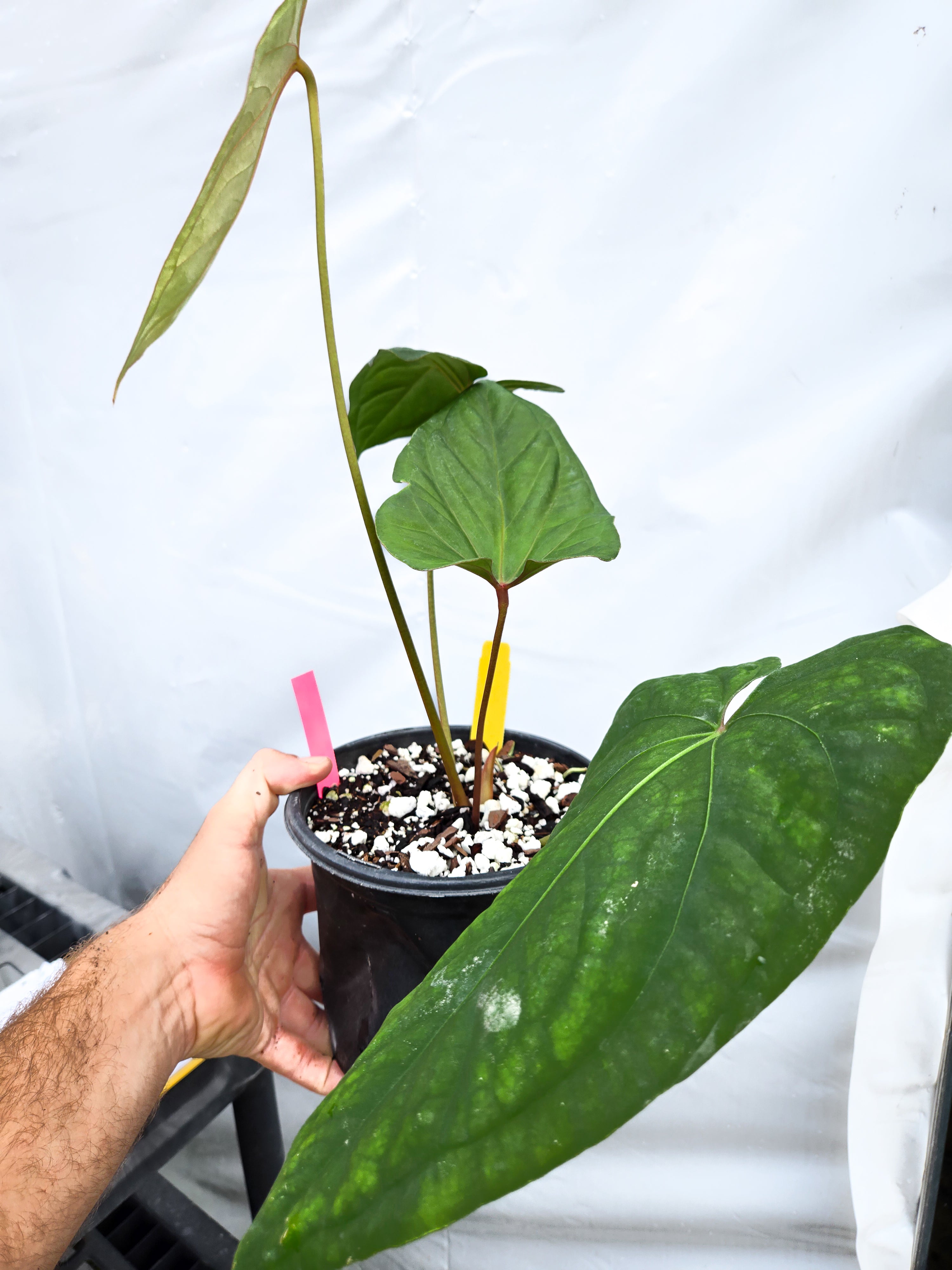 Anthurium 'Circus Peanuts' x 'Hoffmannii X' (CS16)
