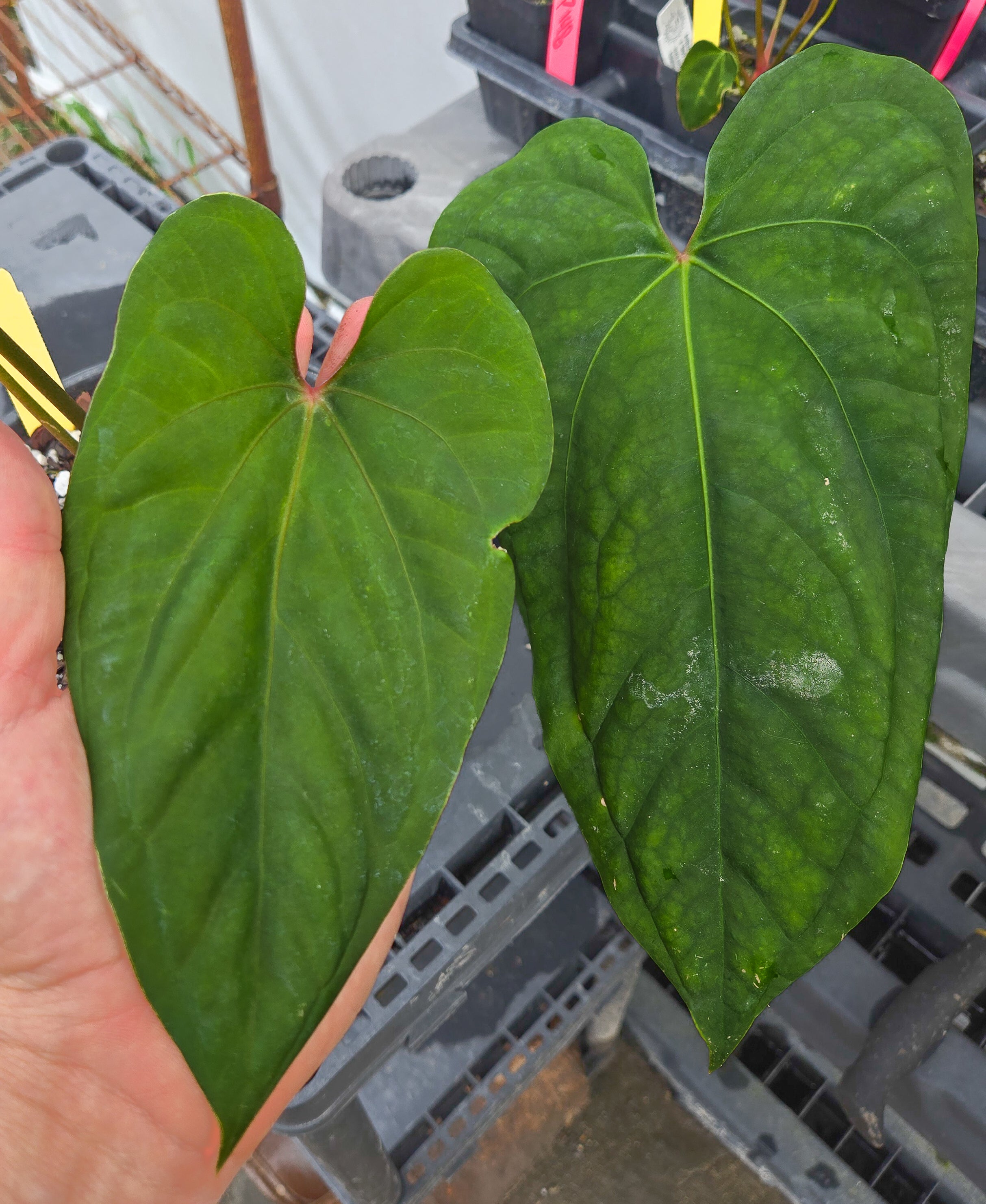 Anthurium 'Circus Peanuts' x 'Hoffmannii X' (CS16)