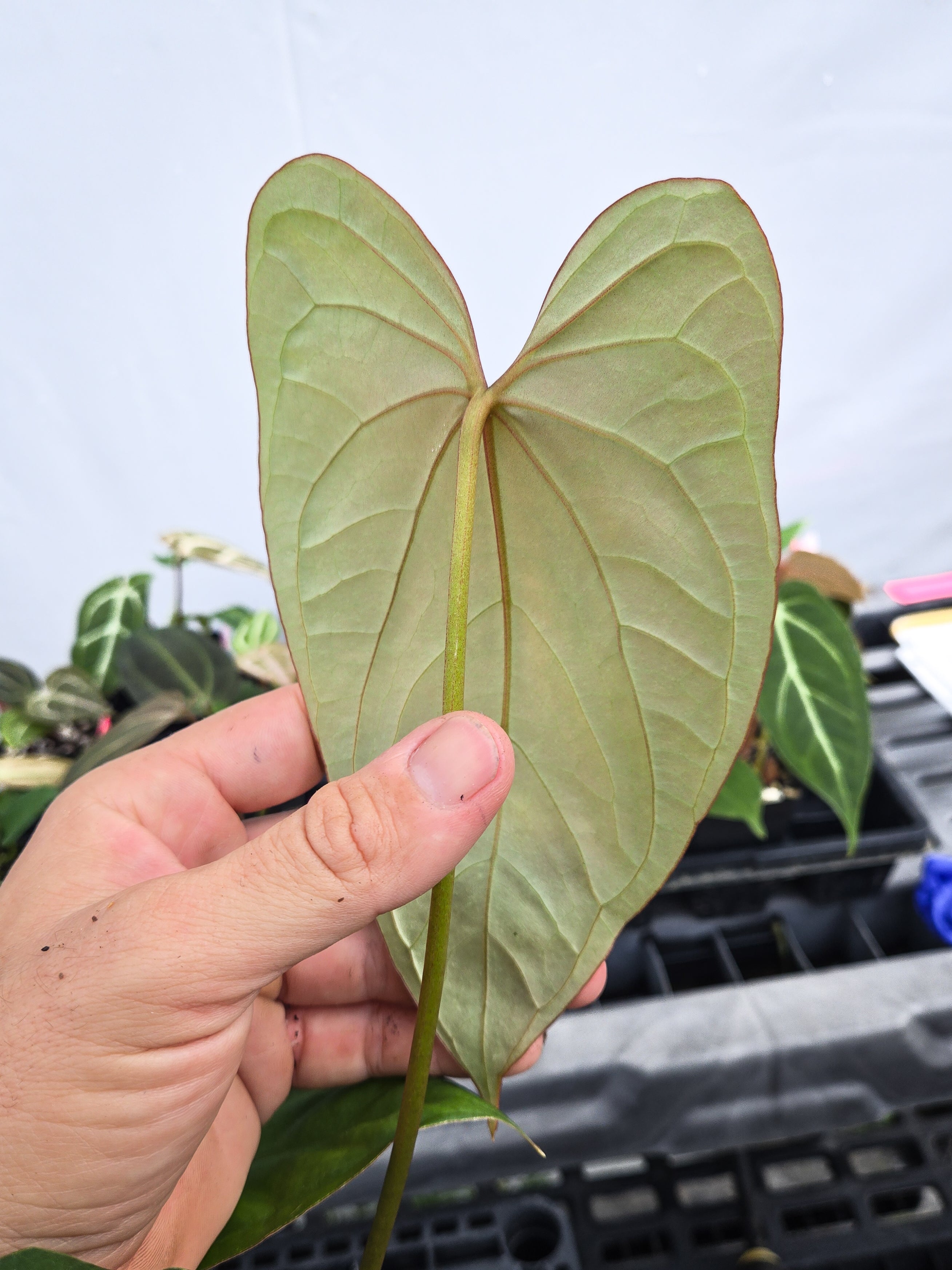 Anthurium 'Circus Peanuts' x 'Hoffmannii X' (CS16)