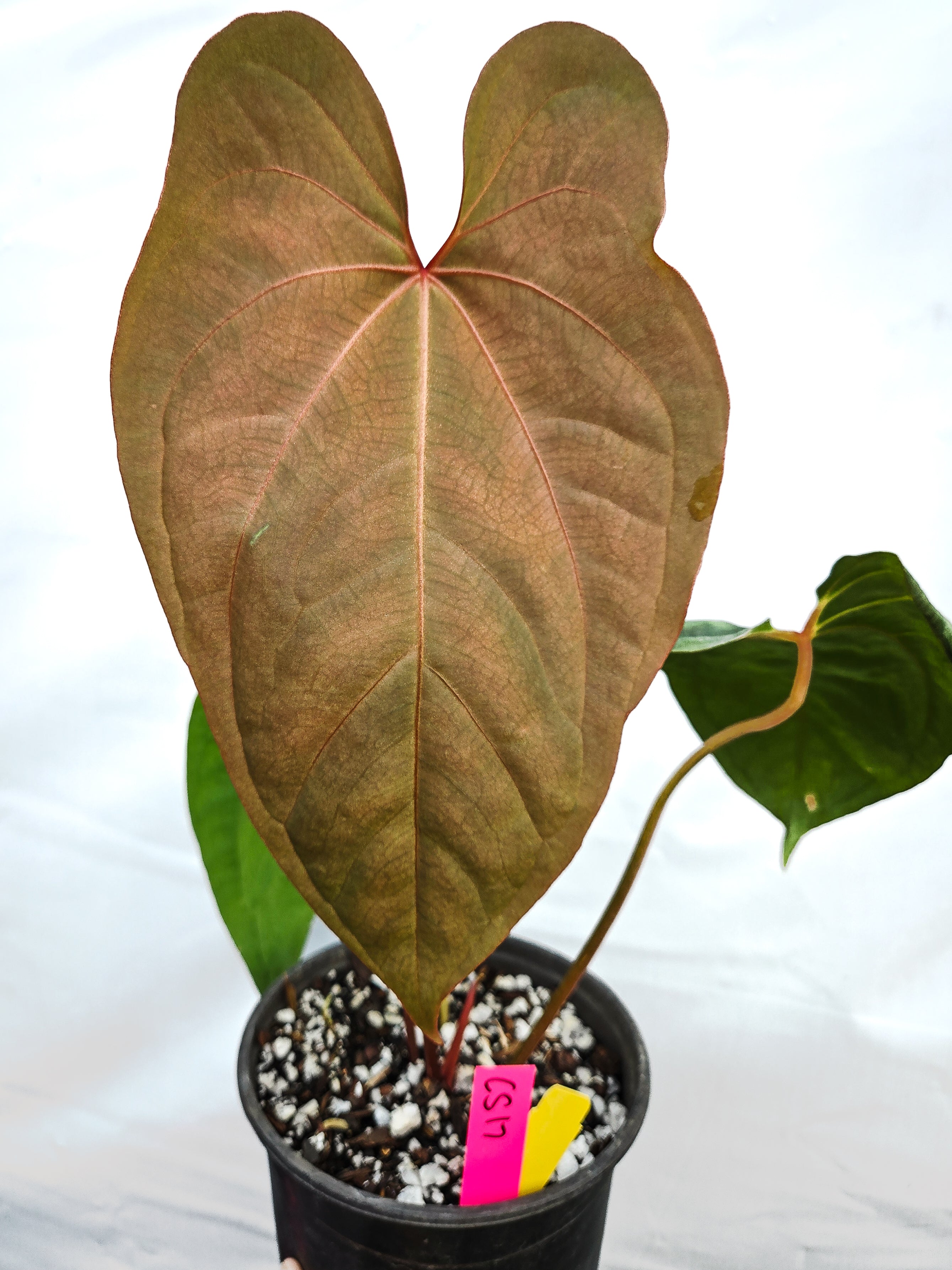 Anthurium 'Circus Peanuts' x 'Hoffmannii X'  (CS17)