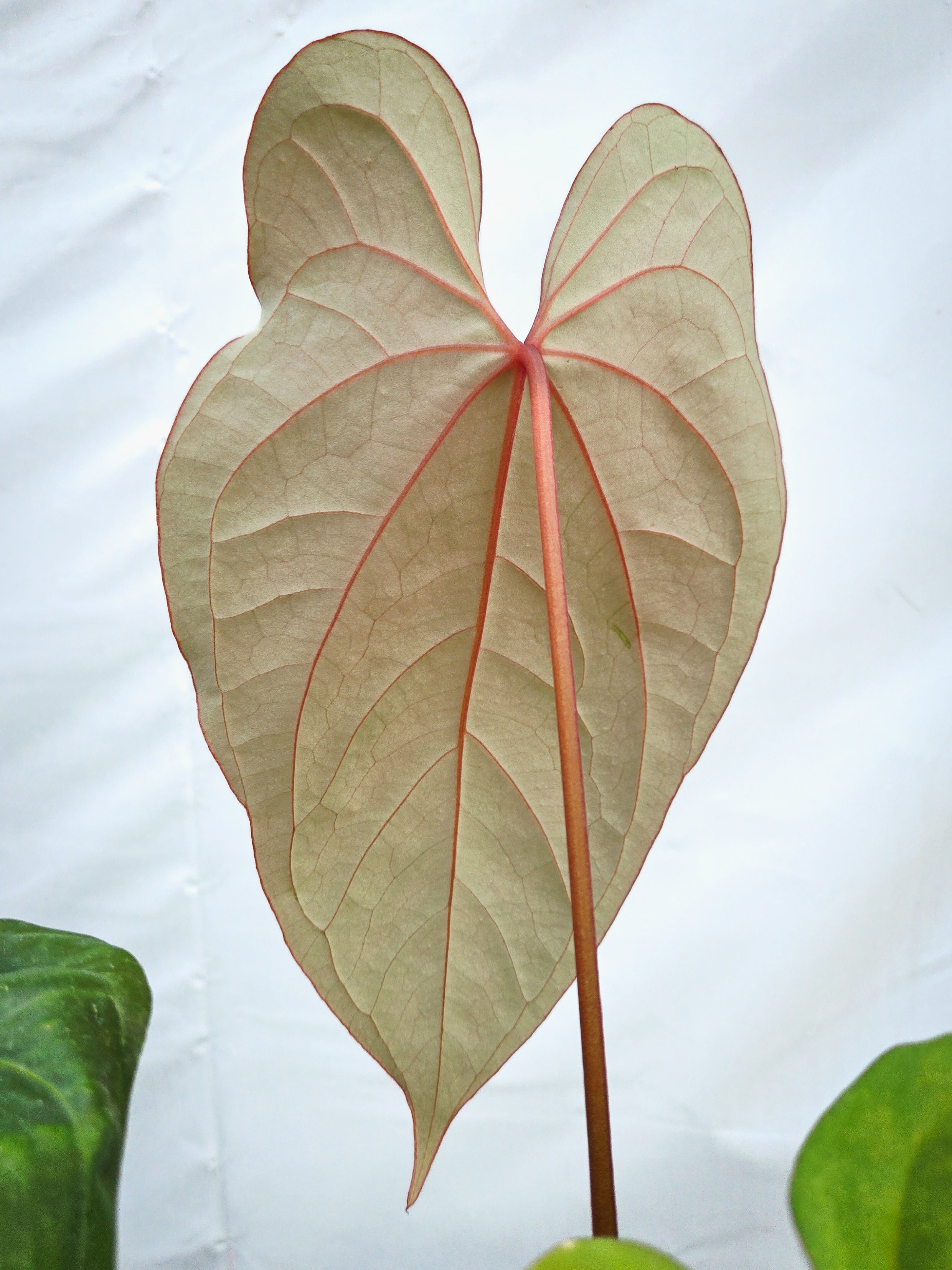 Anthurium 'Circus Peanuts' x 'Hoffmannii X'  (CS17)