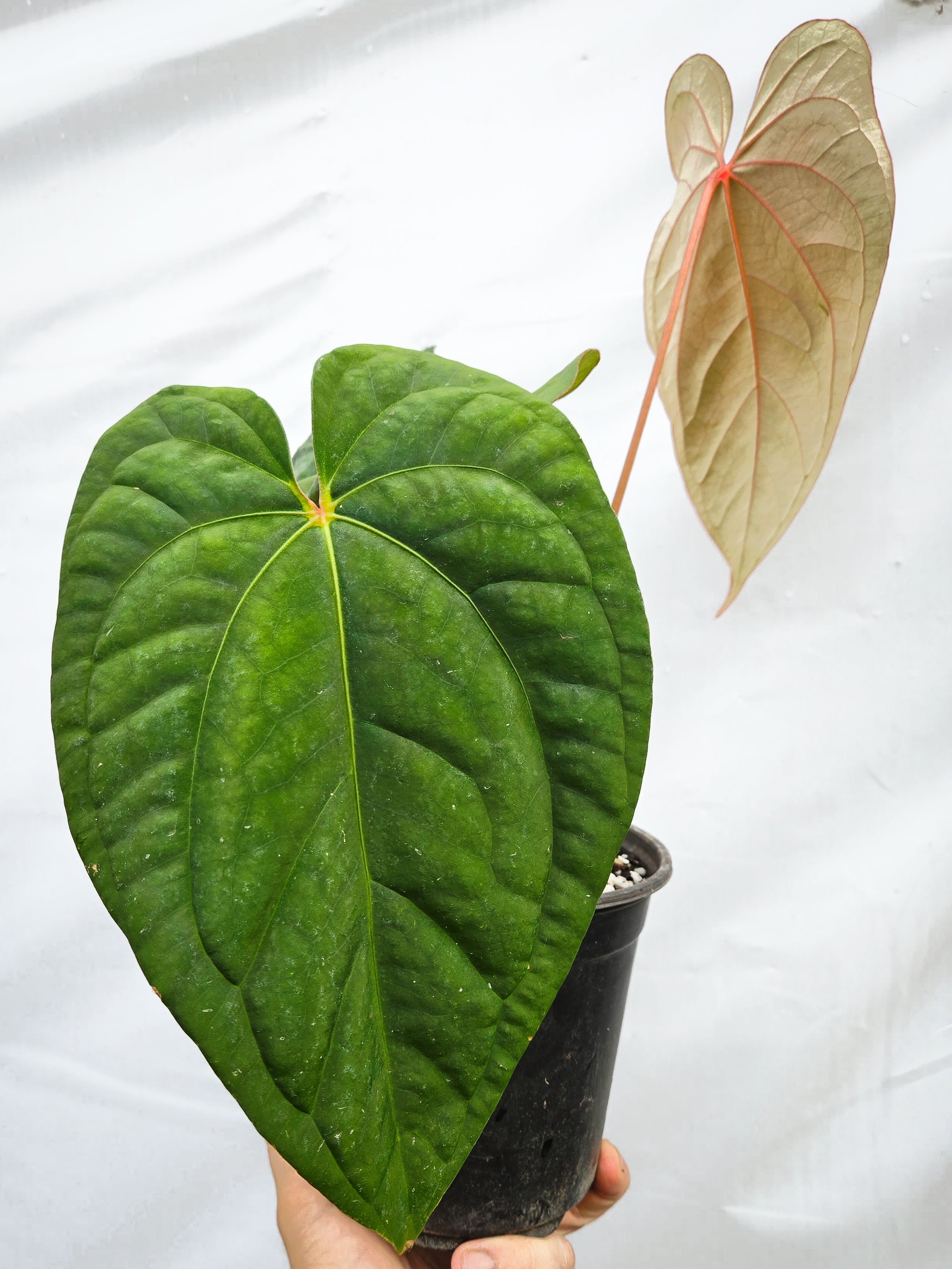 Anthurium 'Circus Peanuts' x 'Hoffmannii X'  (CS17)
