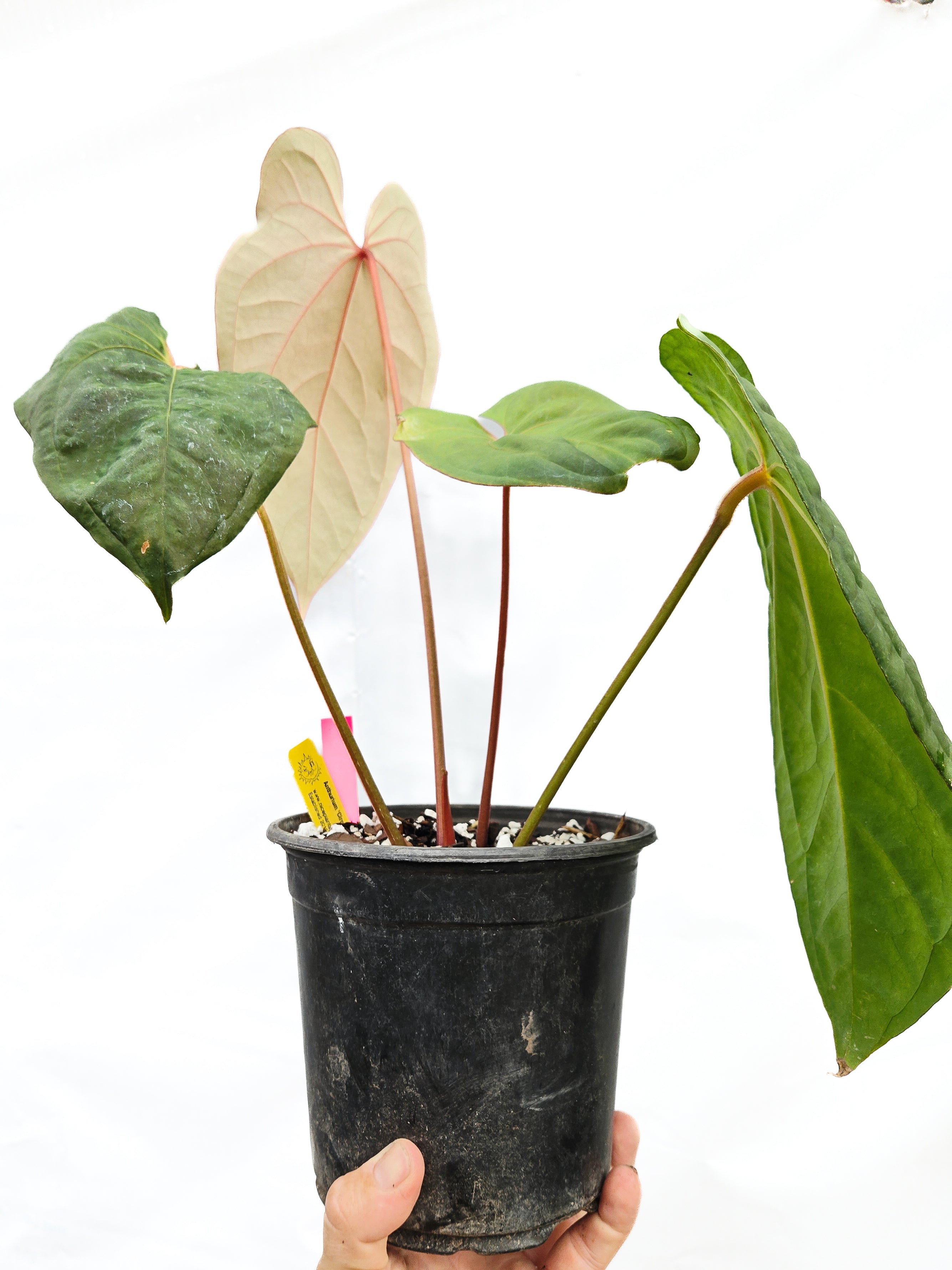 Anthurium 'Circus Peanuts' x 'Hoffmannii X'  (CS17)