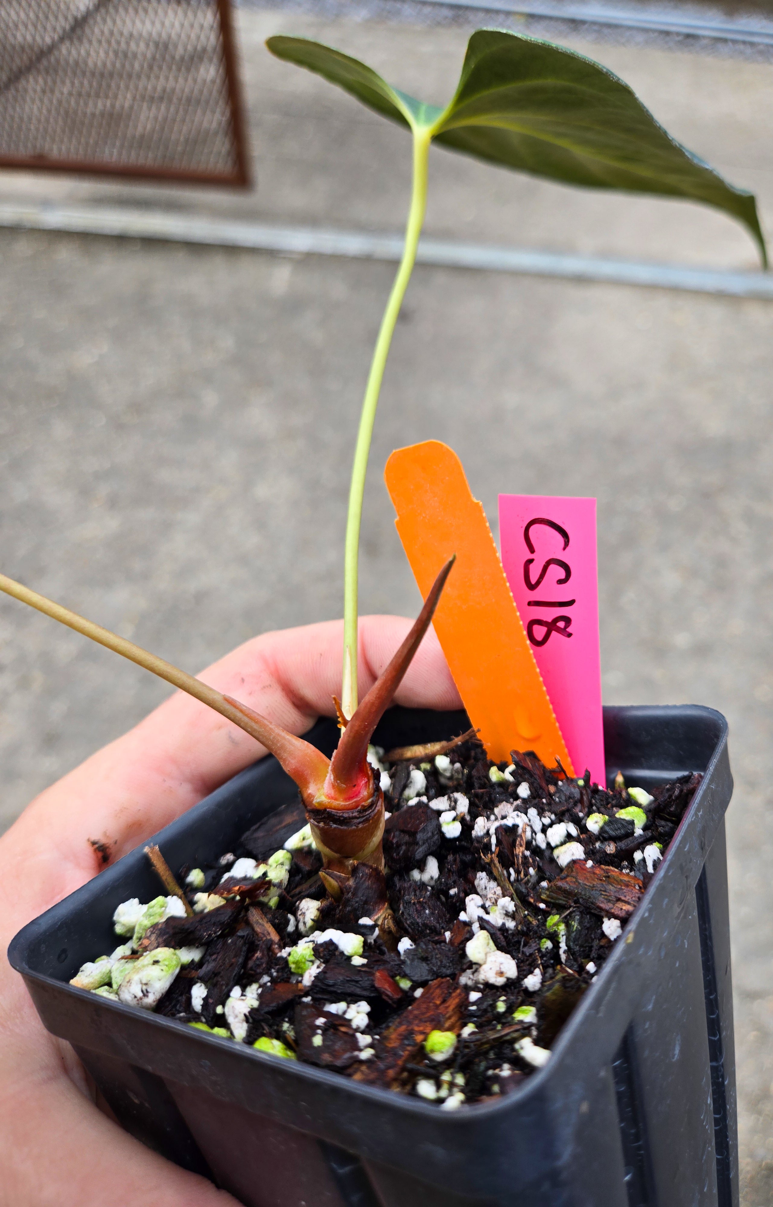 Anthurium  'Dark Magician' x 'NSE Portillae' (CS18)