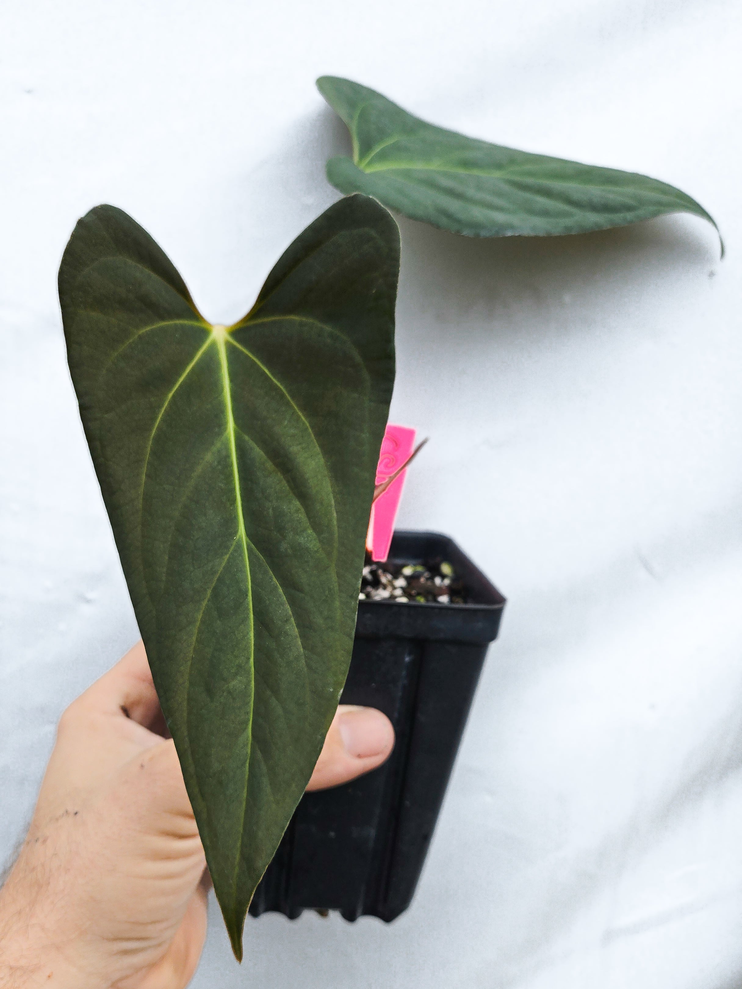 Anthurium  'Dark Magician' x 'NSE Portillae' (CS18)