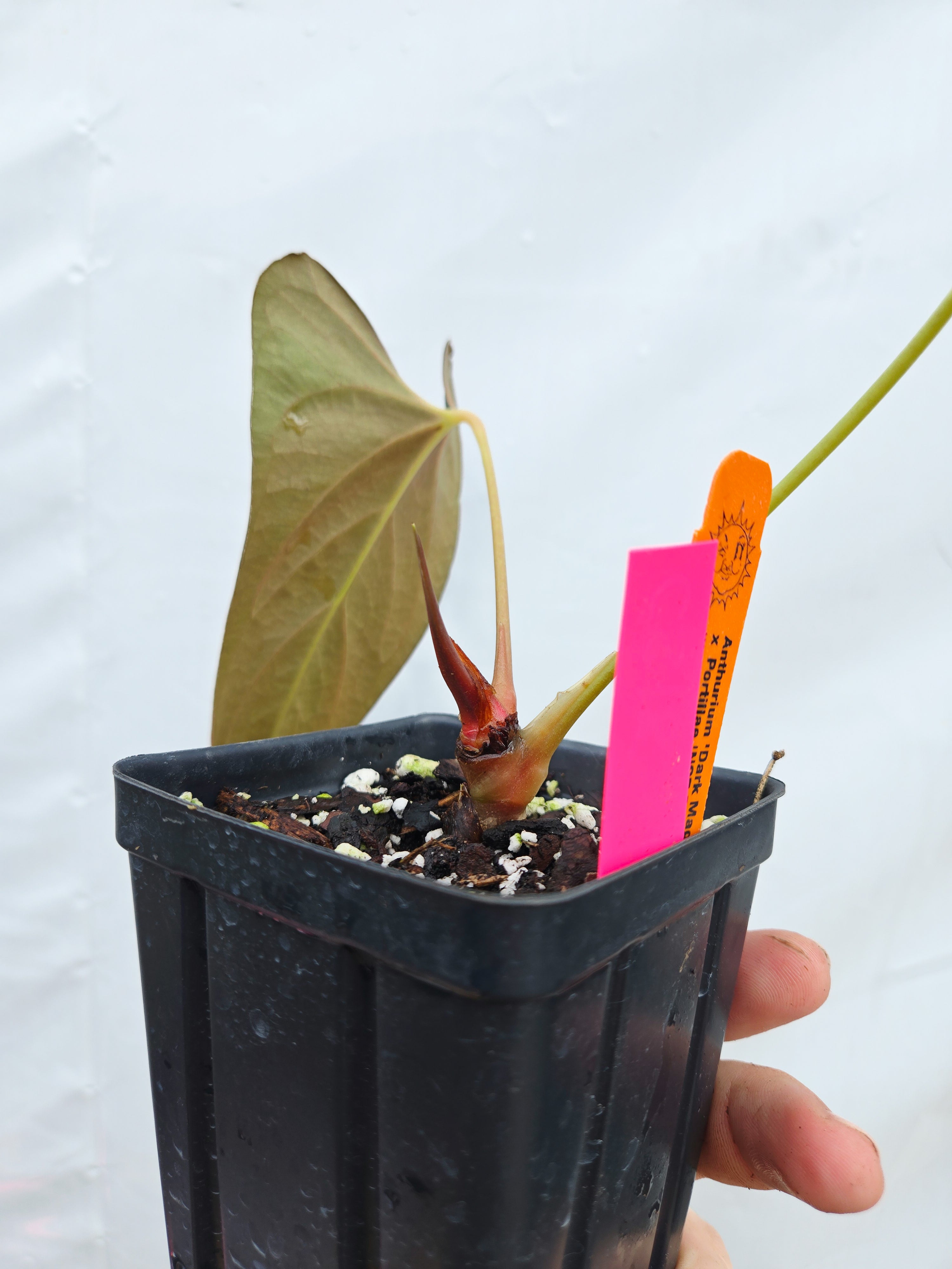 Anthurium  'Dark Magician' x 'NSE Portillae' (CS18)