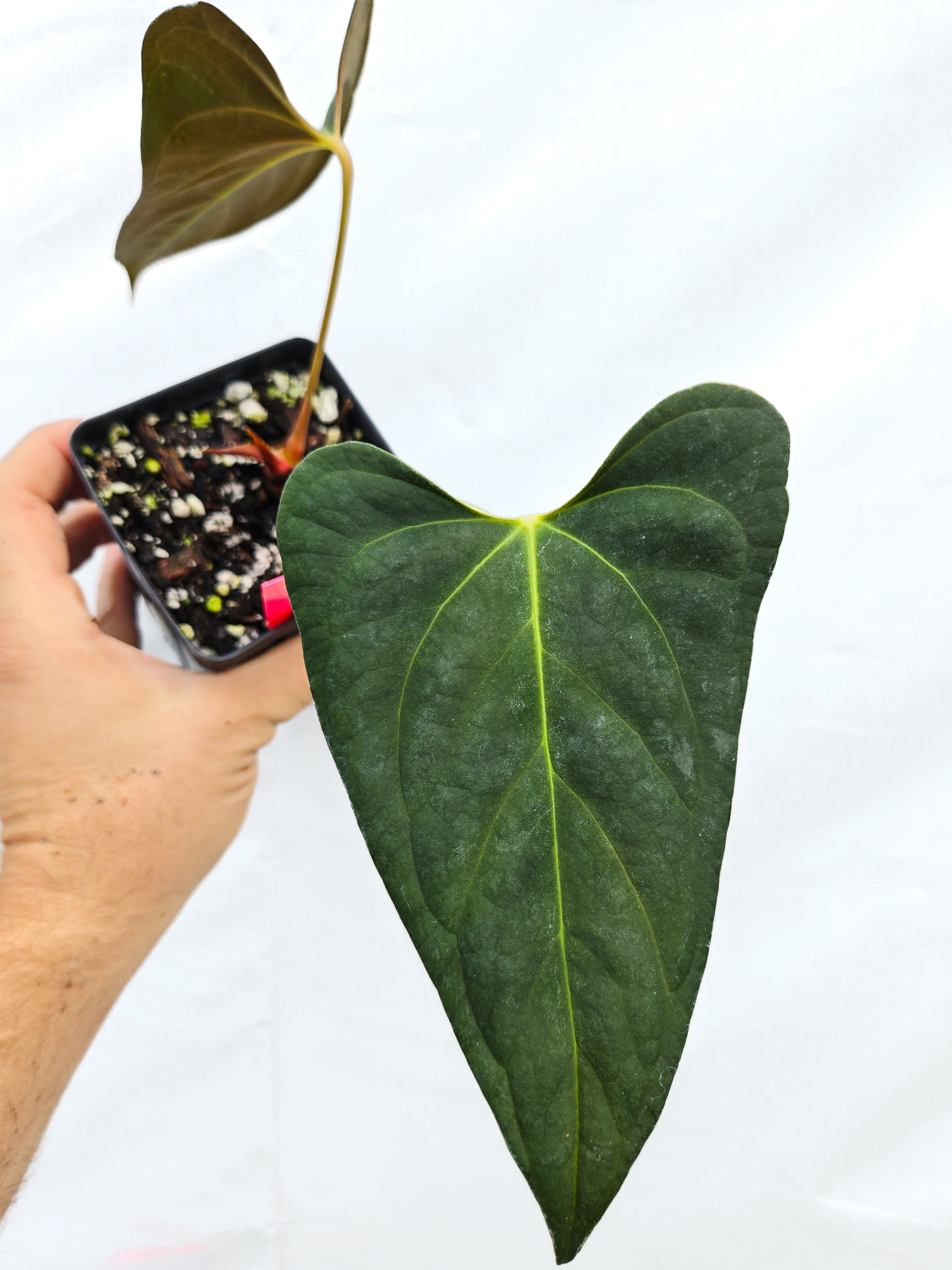 Anthurium  'Dark Magician' x 'NSE Portillae' (CS18)