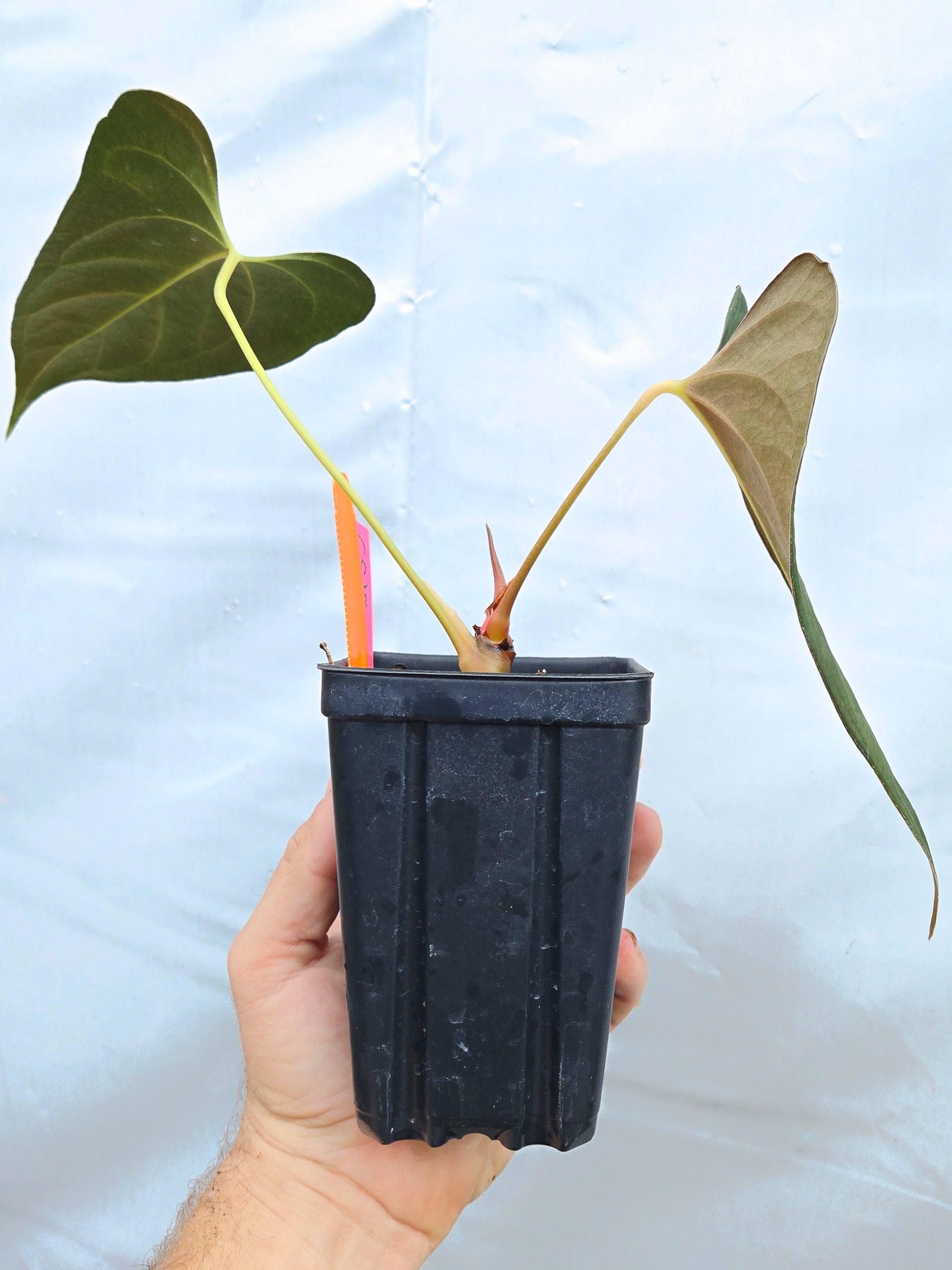 Anthurium  'Dark Magician' x 'NSE Portillae' (CS18)