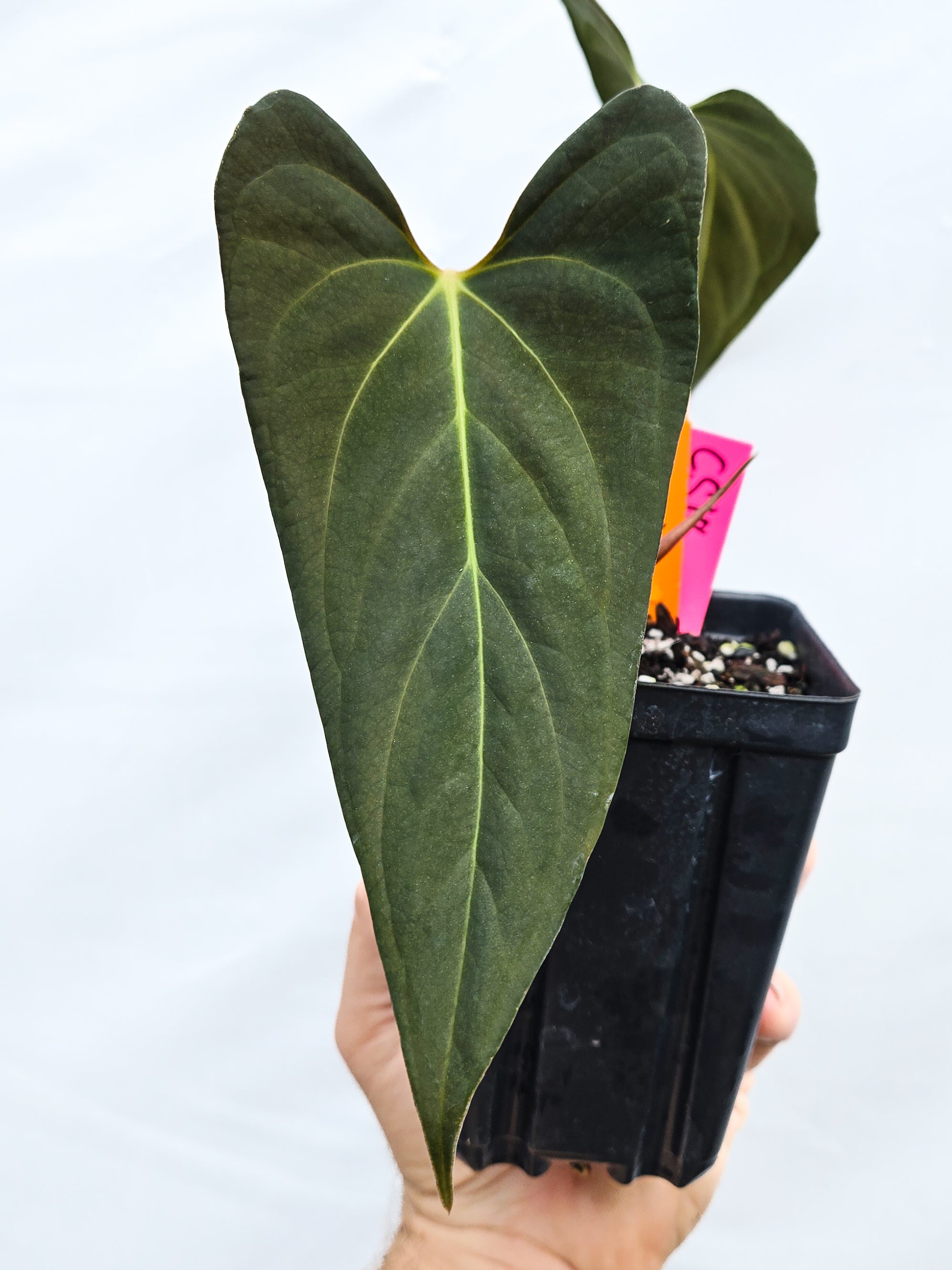 Anthurium  'Dark Magician' x 'NSE Portillae' (CS18)