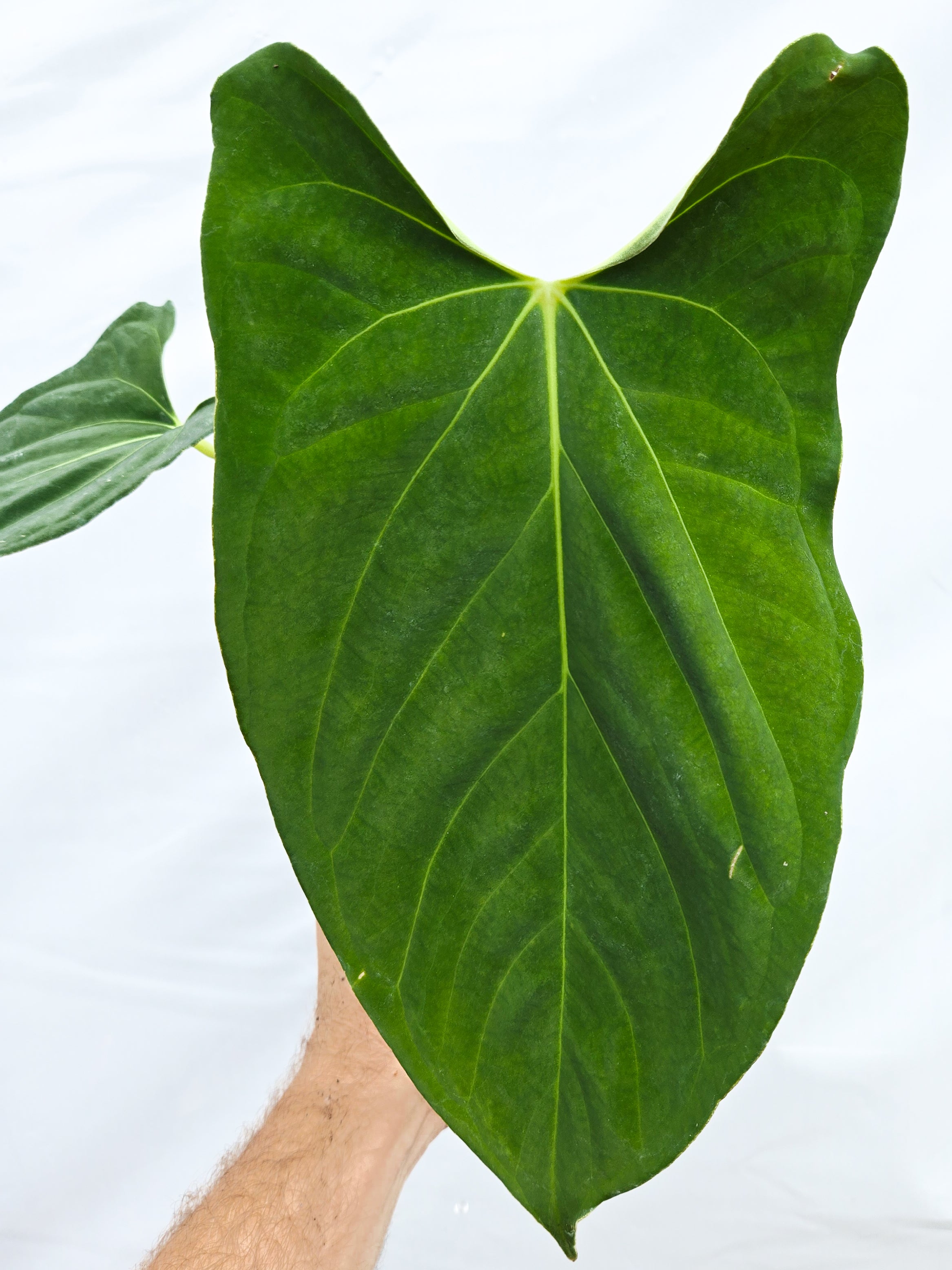Anthurium  'Dark Magician' x 'NSE Portillae' (CS19)