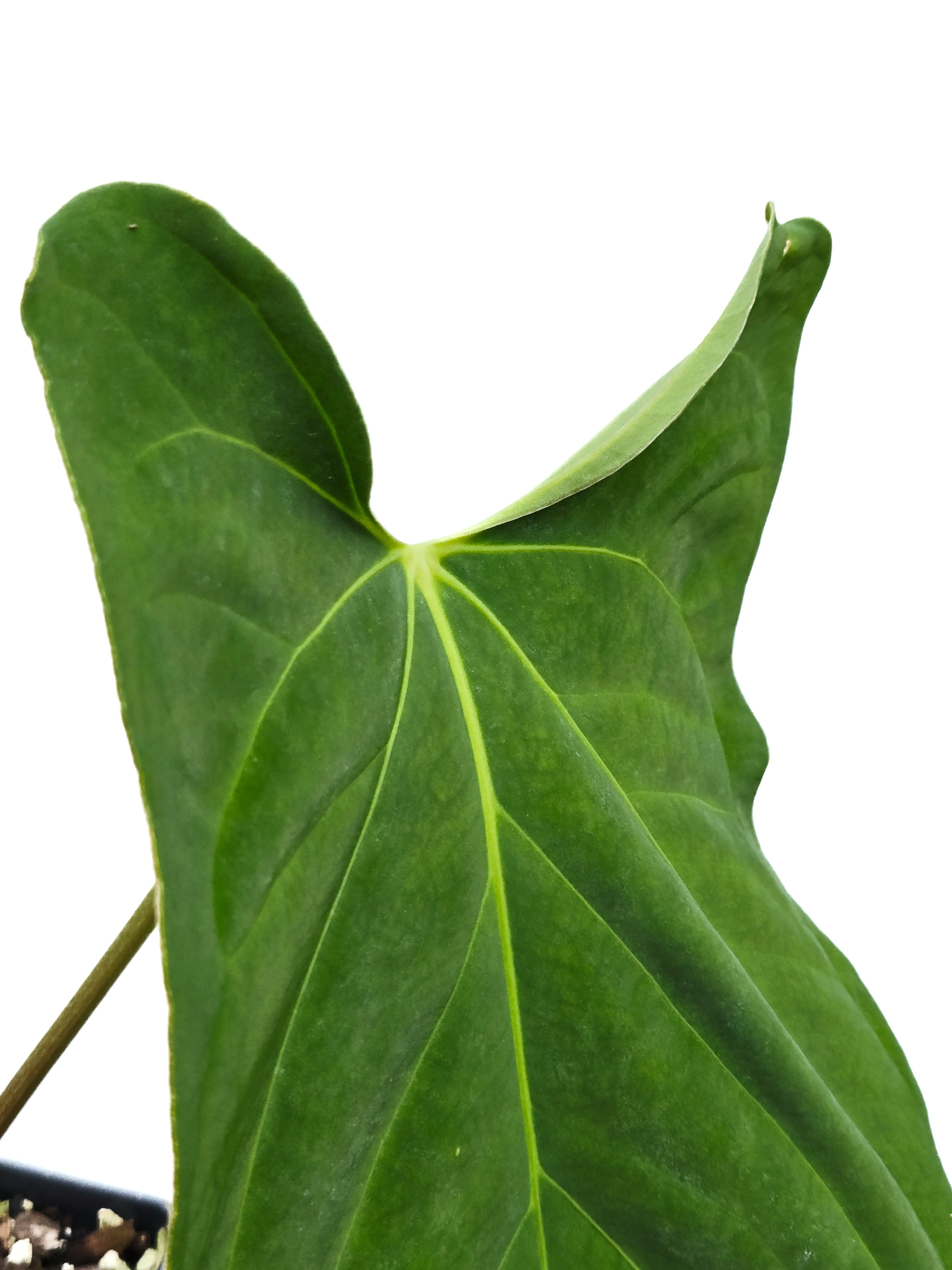 Anthurium  'Dark Magician' x 'NSE Portillae' (CS19)