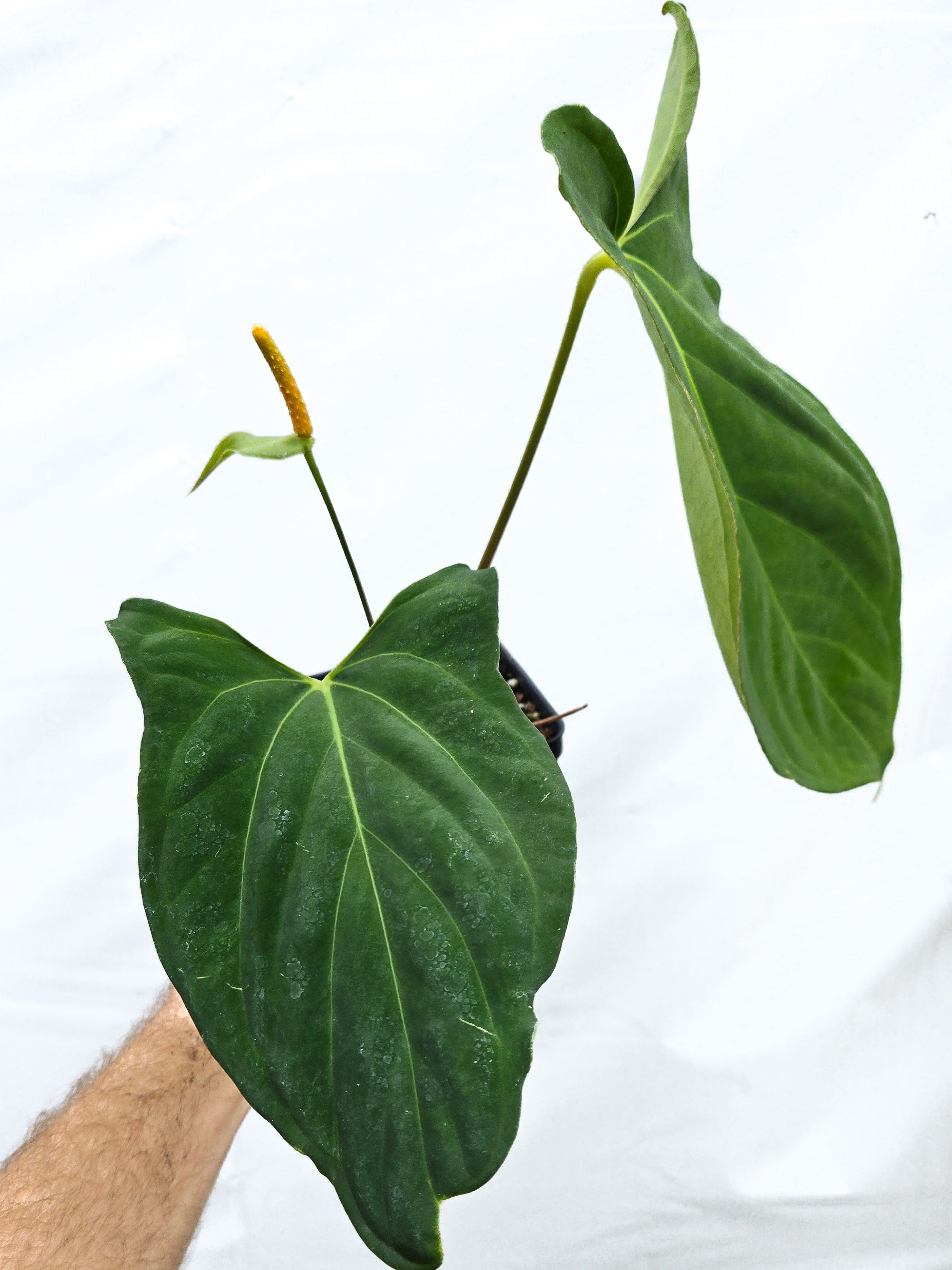 Anthurium  'Dark Magician' x 'NSE Portillae' (CS19)