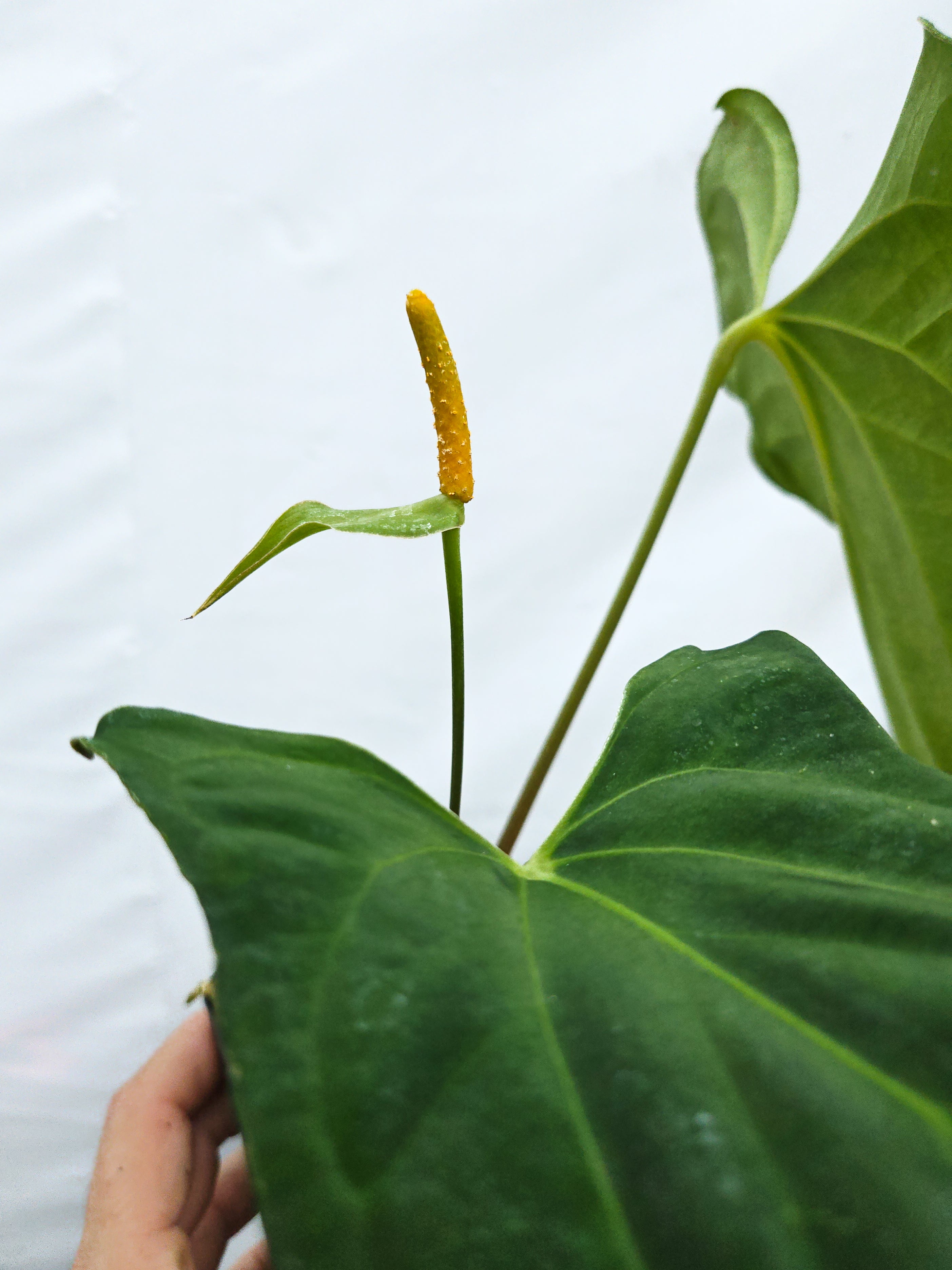 Anthurium  'Dark Magician' x 'NSE Portillae' (CS19)