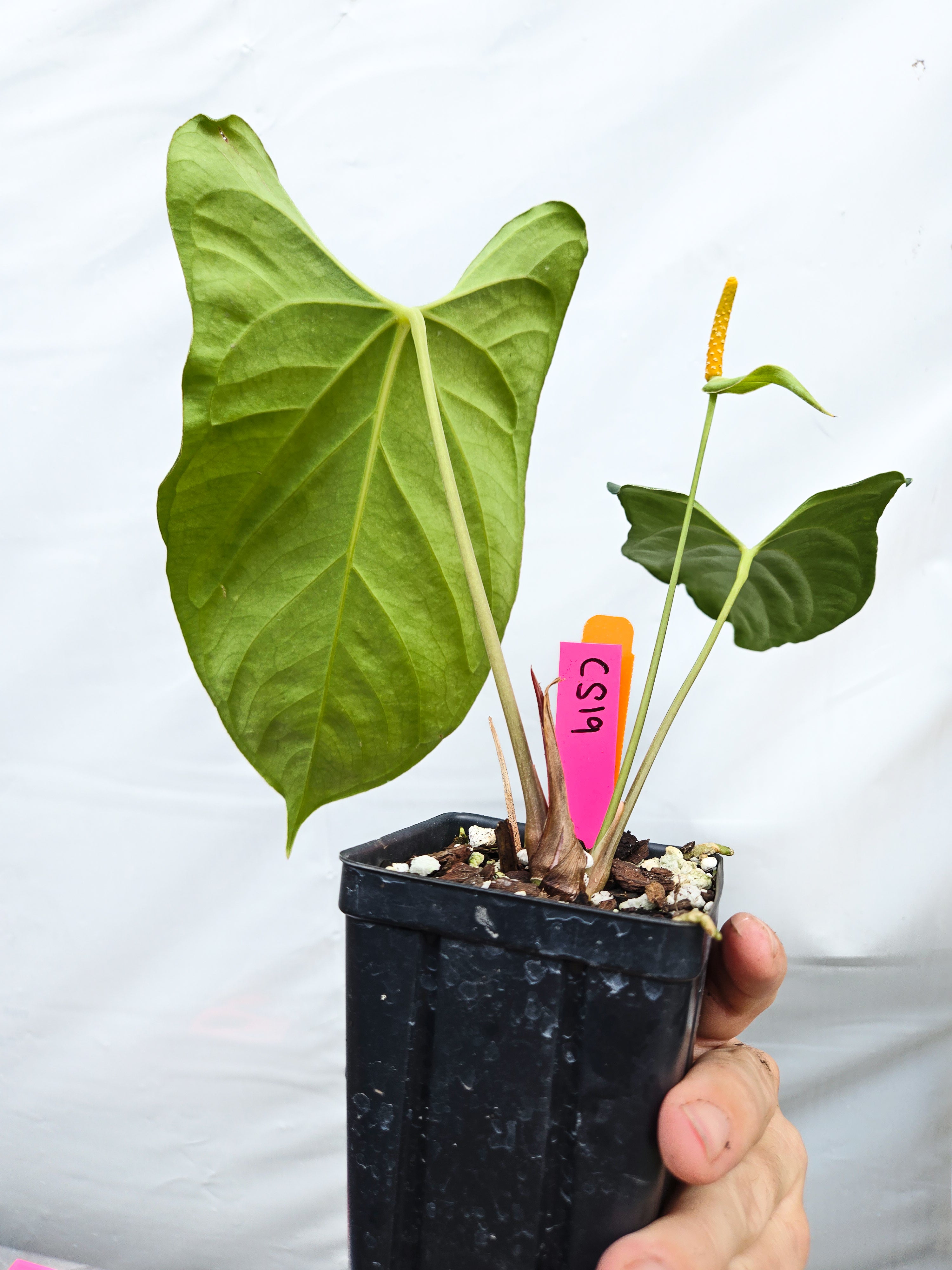 Anthurium  'Dark Magician' x 'NSE Portillae' (CS19)