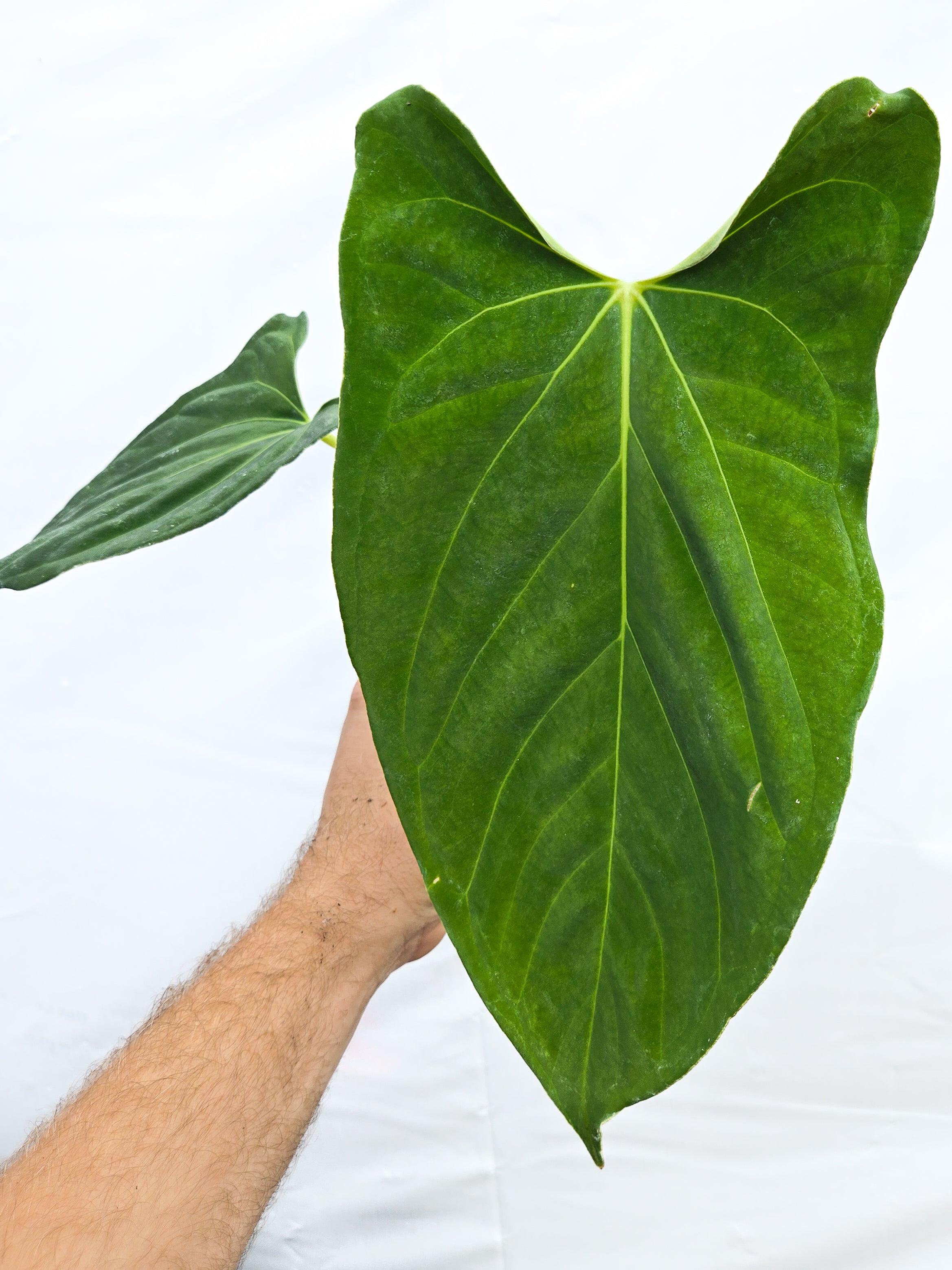 Anthurium  'Dark Magician' x 'NSE Portillae' (CS19)