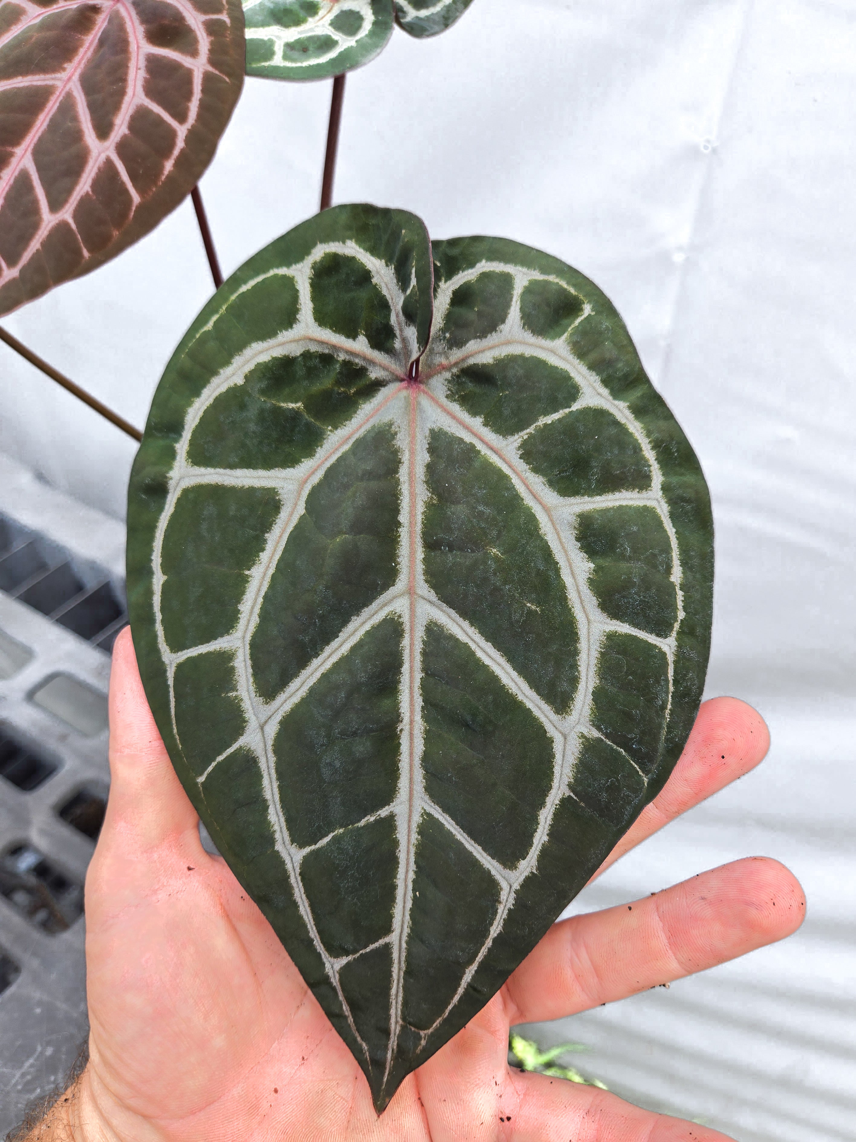 Anthurium 'Doc Block Red F2' x 'Doc Block Purple F2' (CS20)