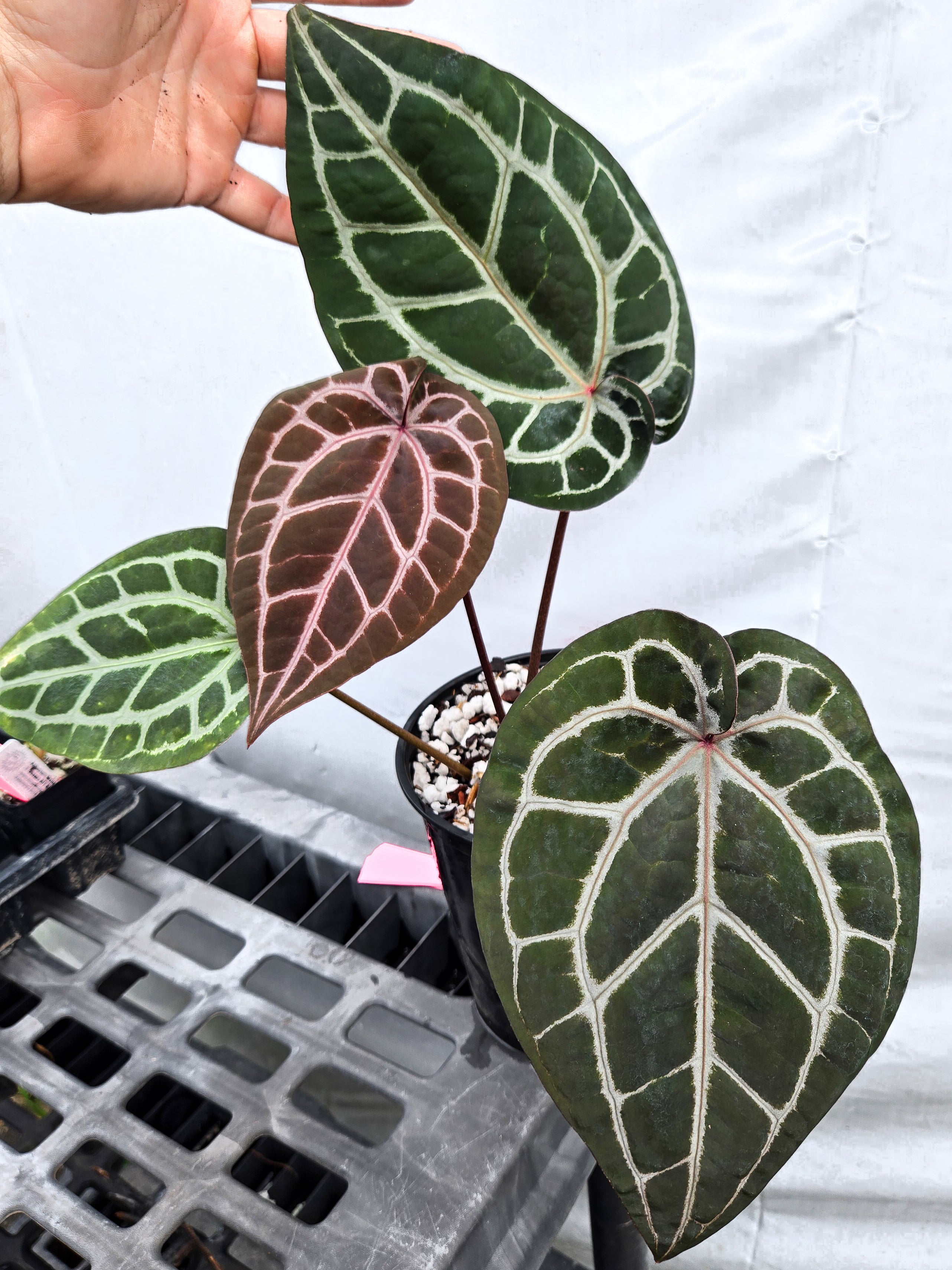 Anthurium 'Doc Block Red F2' x 'Doc Block Purple F2' (CS20)
