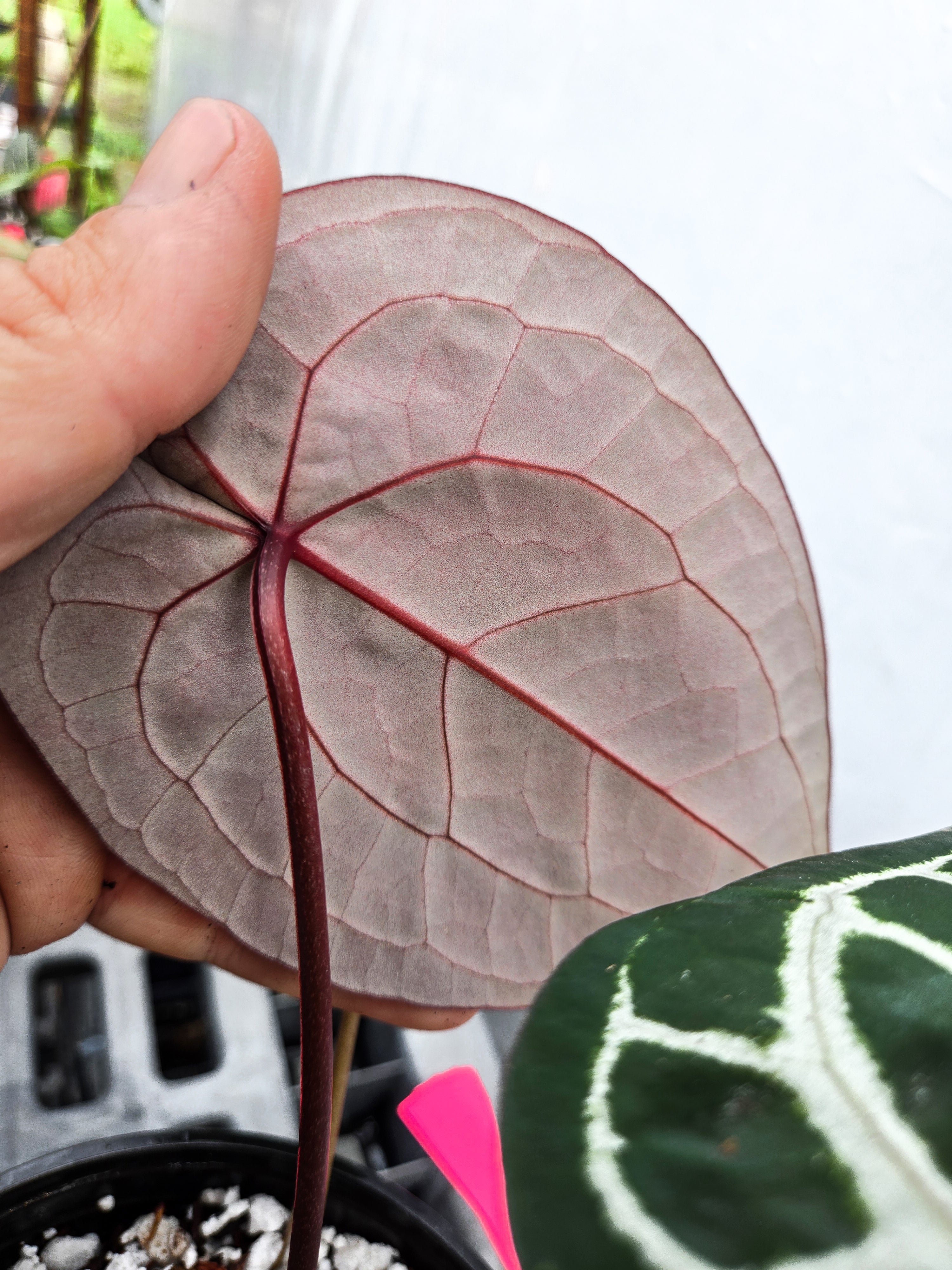 Anthurium 'Doc Block Red F2' x 'Doc Block Purple F2' (CS20) – Nice