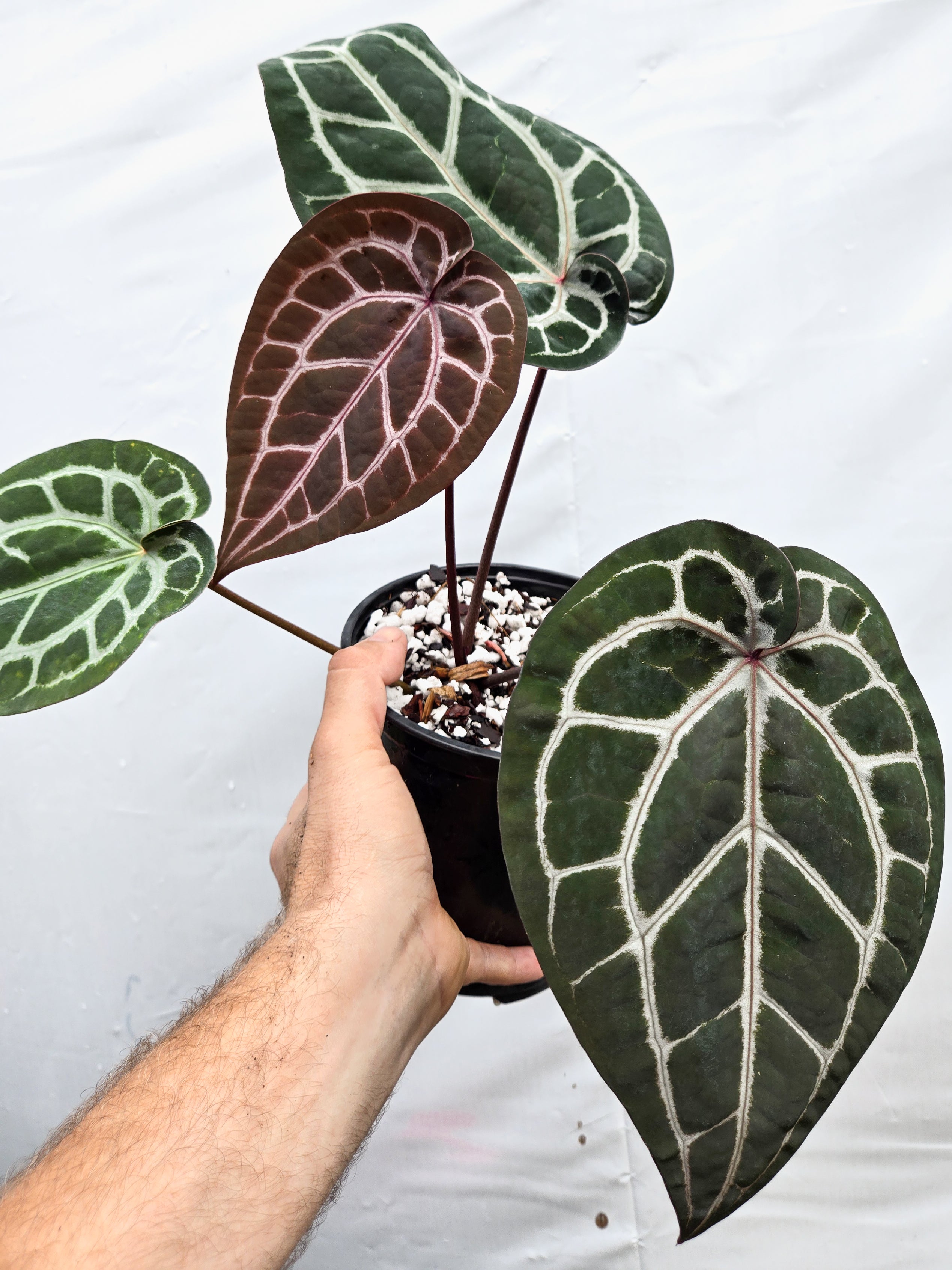 Anthurium 'Doc Block Red F2' x 'Doc Block Purple F2' (CS20)