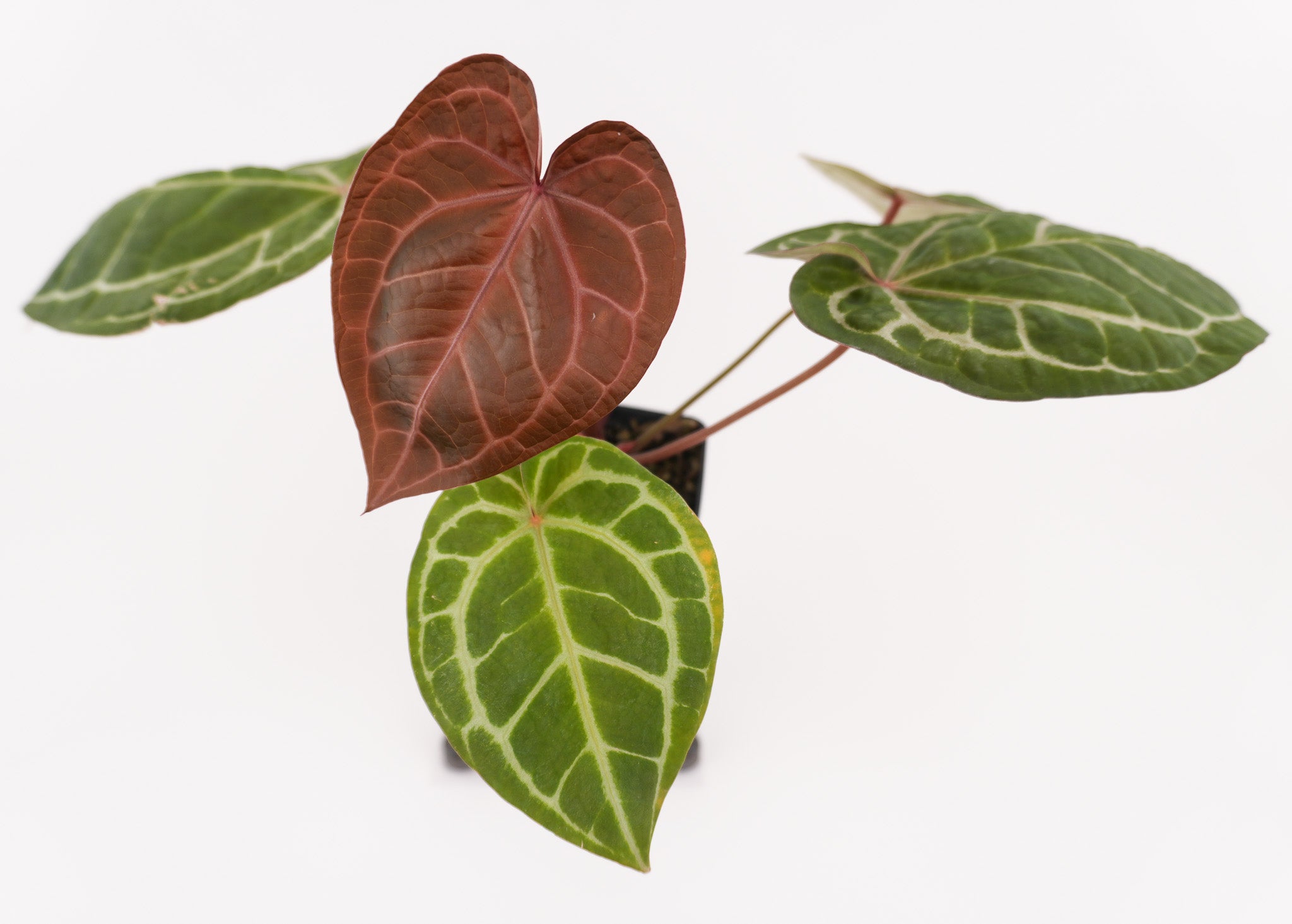 Anthurium Papillaminum 'Nice Pap #2' x Tim Anderson Crystal Black (CS116)