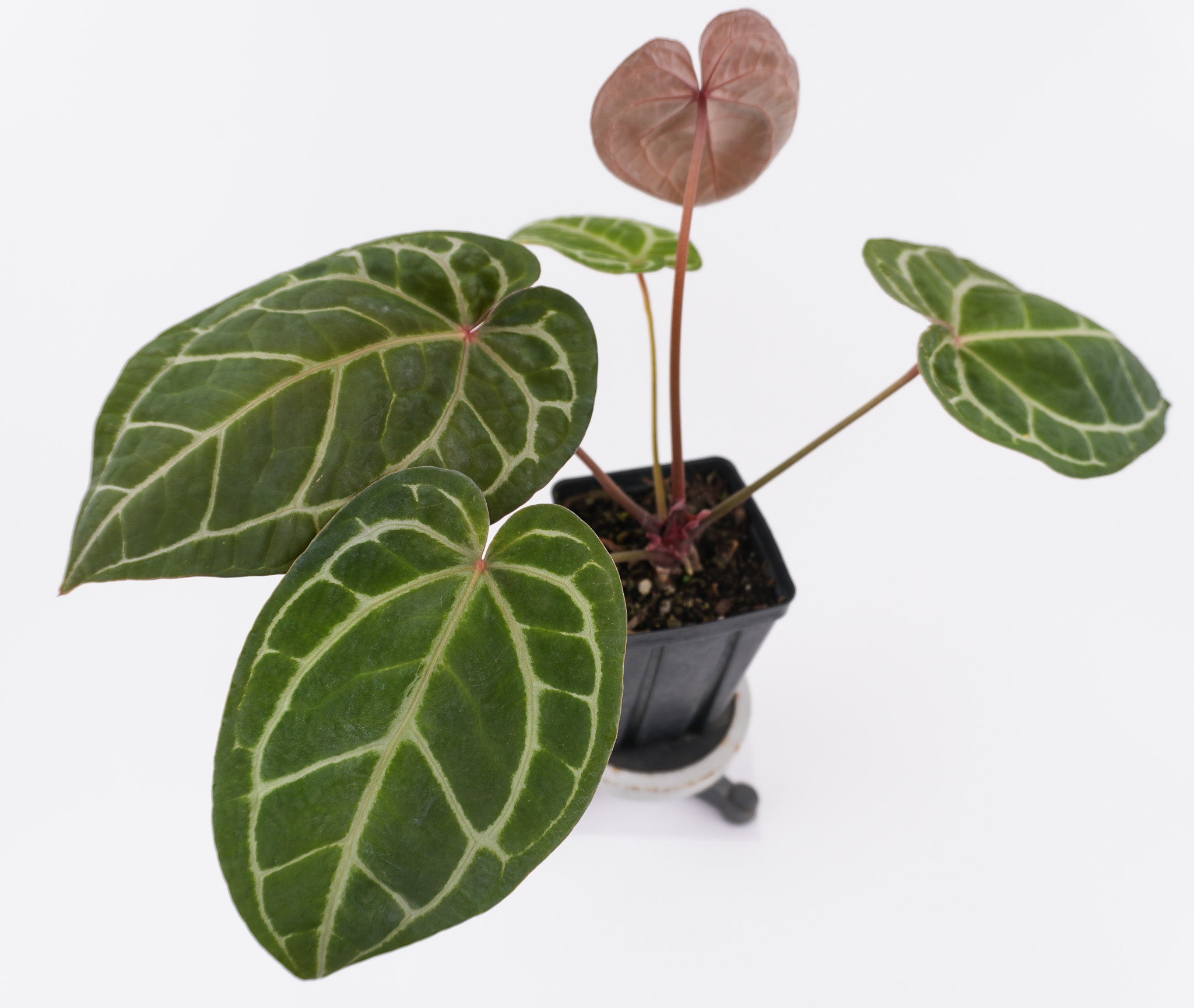 Anthurium Papillaminum 'Nice Pap #2' x Tim Anderson Crystal Black (CS116)