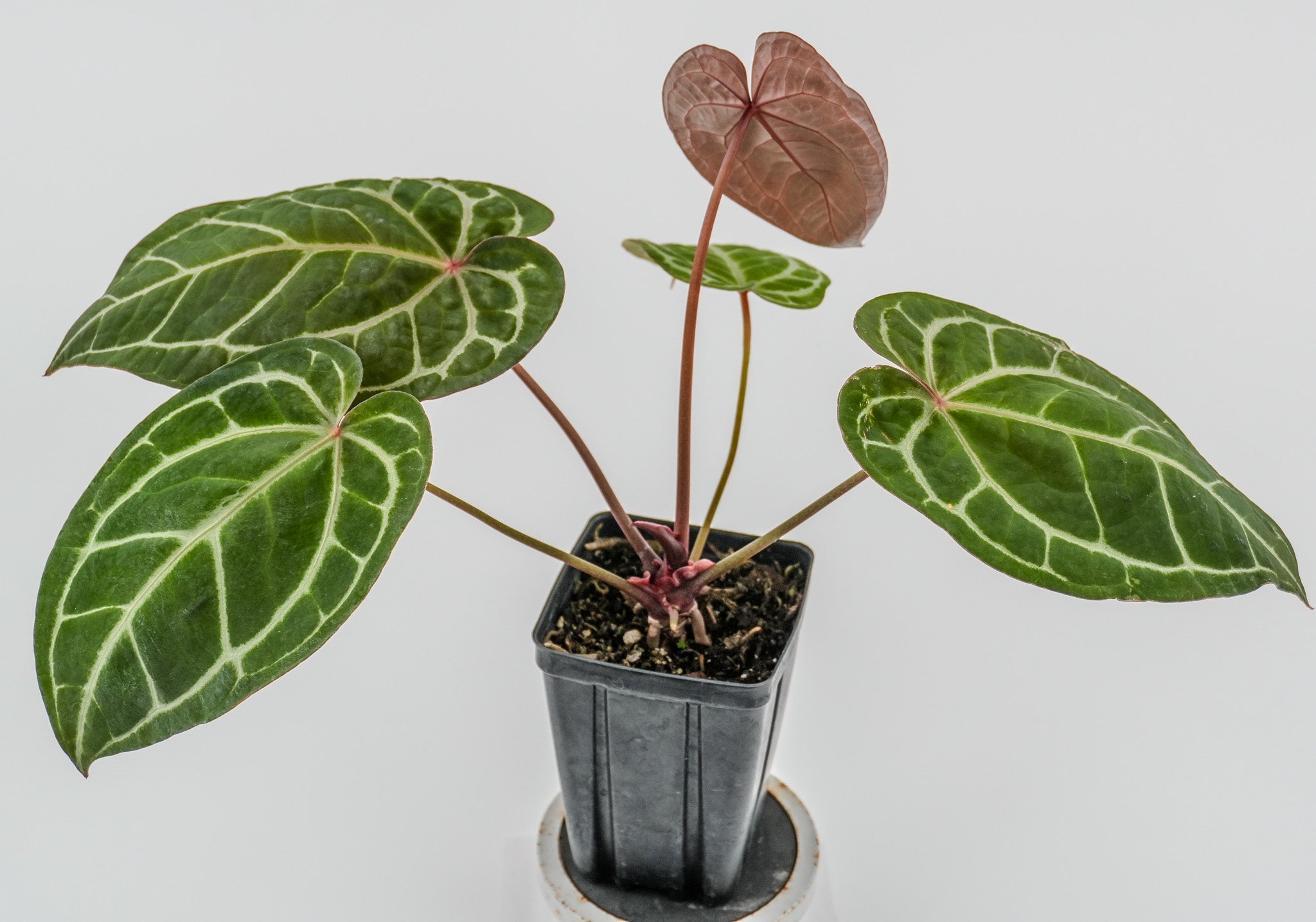 Anthurium Papillaminum 'Nice Pap #2' x Tim Anderson Crystal Black (CS116)