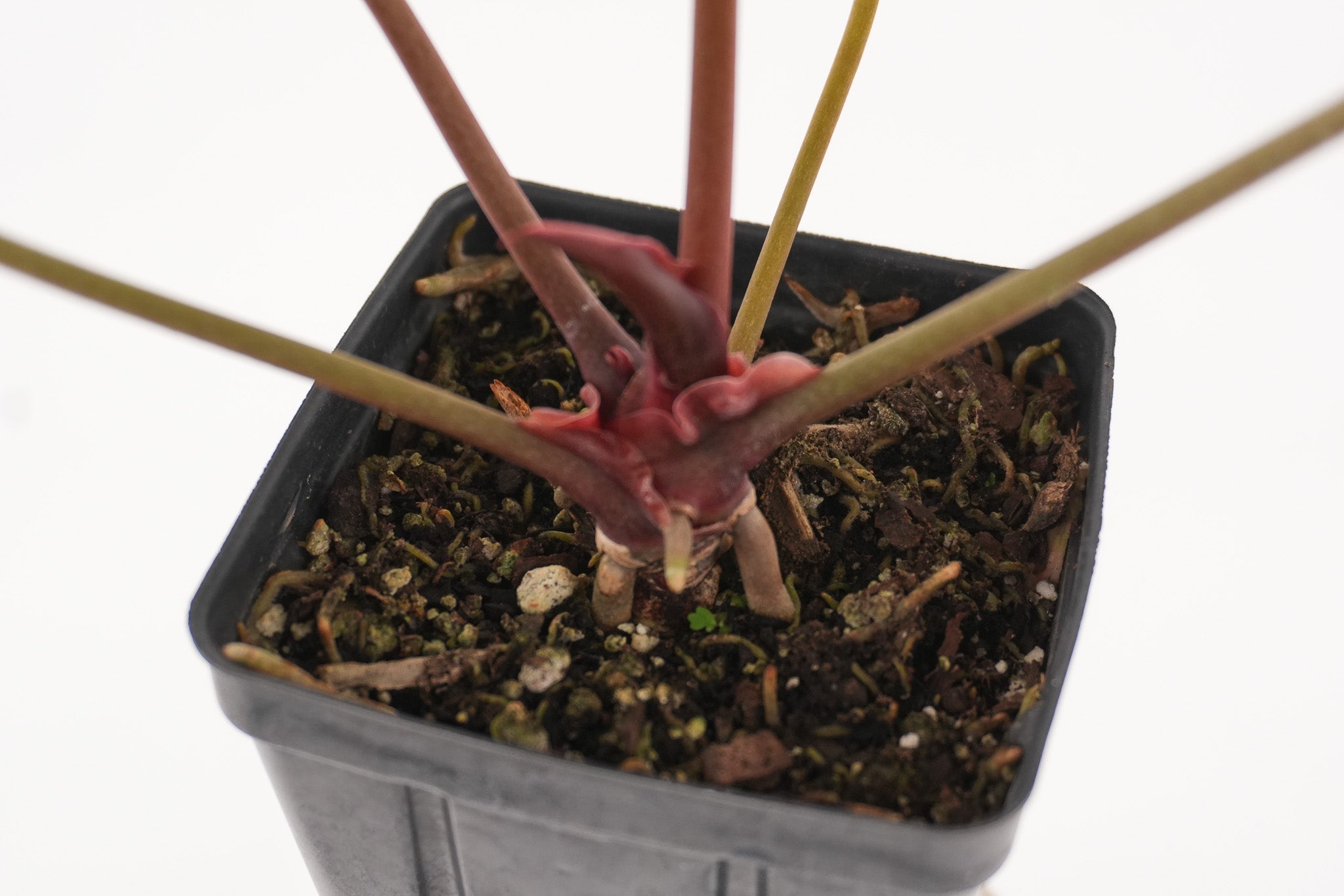 Anthurium Papillaminum 'Nice Pap #2' x Tim Anderson Crystal Black (CS116)