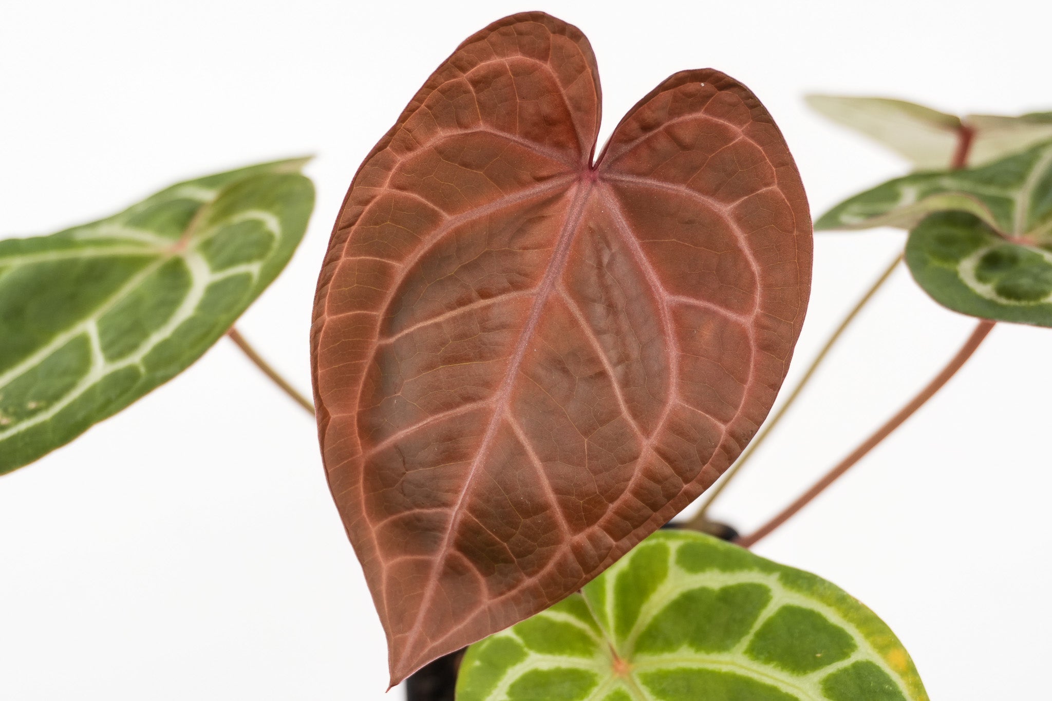 Anthurium Papillaminum 'Nice Pap #2' x Tim Anderson Crystal Black (CS116)