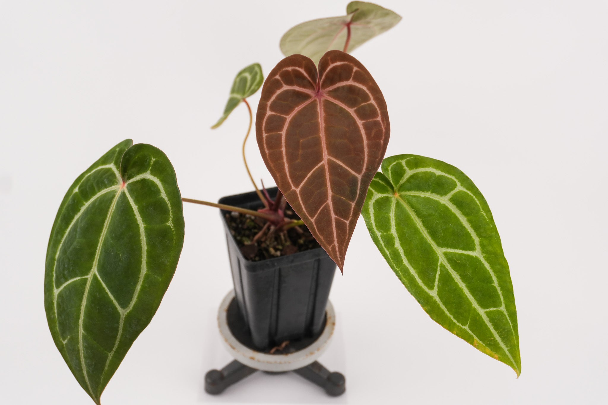 Anthurium ('Tim Anderson Crystal Mag' / 'Tim's Black') x 'Doc Block Purple F2' (CS117)