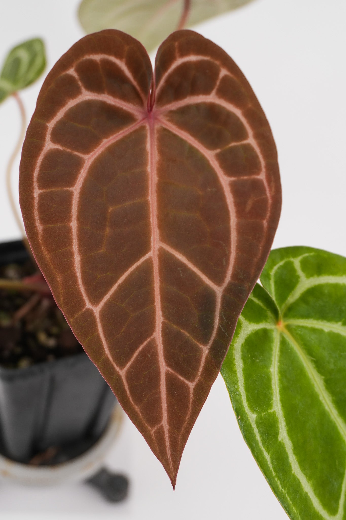 Anthurium ('Tim Anderson Crystal Mag' / 'Tim's Black') x 'Doc Block Purple F2' (CS117)