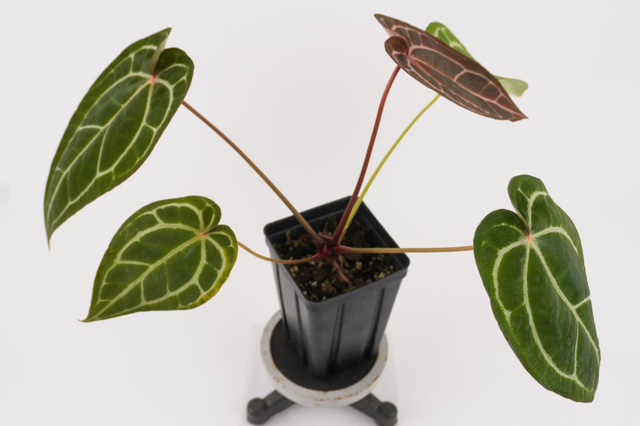 Anthurium ('Tim Anderson Crystal Mag' / 'Tim's Black') x 'Doc Block Purple F2' (CS117)