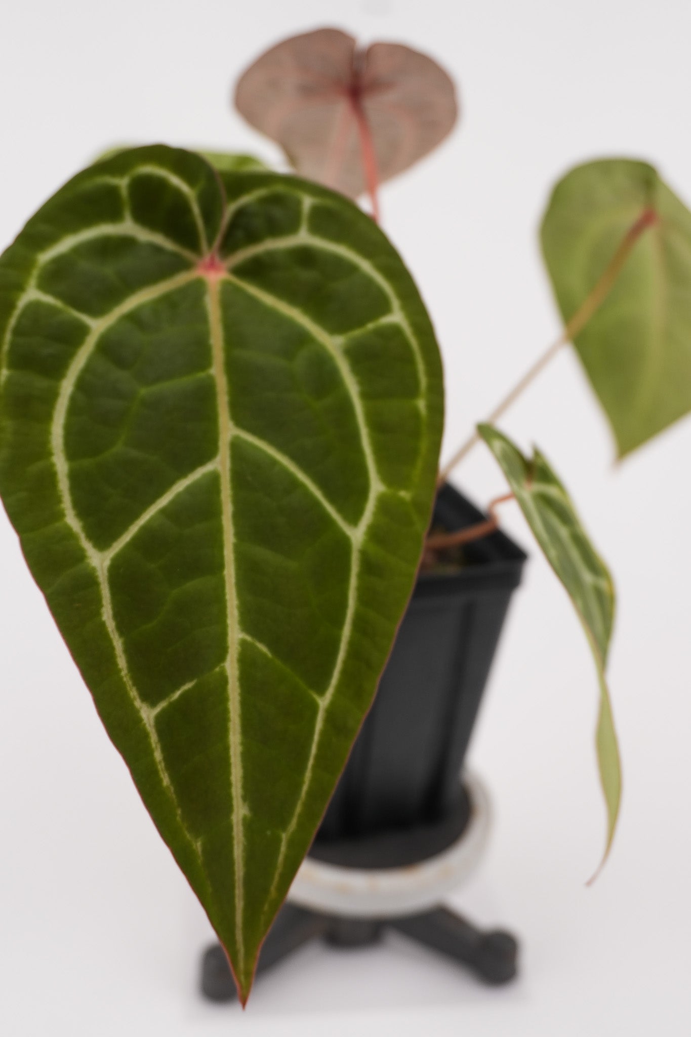 Anthurium ('Tim Anderson Crystal Mag' / 'Tim's Black') x 'Doc Block Purple F2' (CS117)