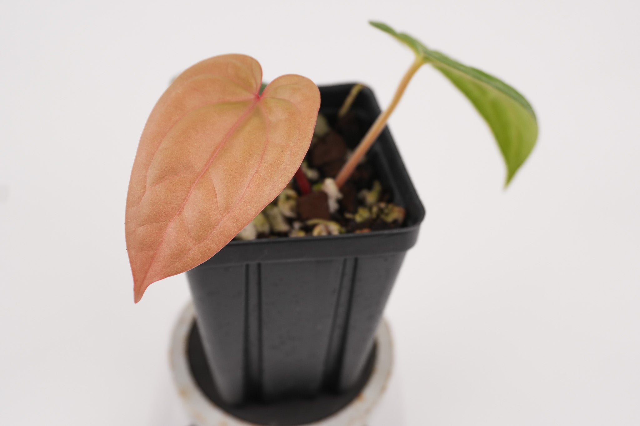 Anthurium 'Swampmannii Orange' x luxurians (CS118)