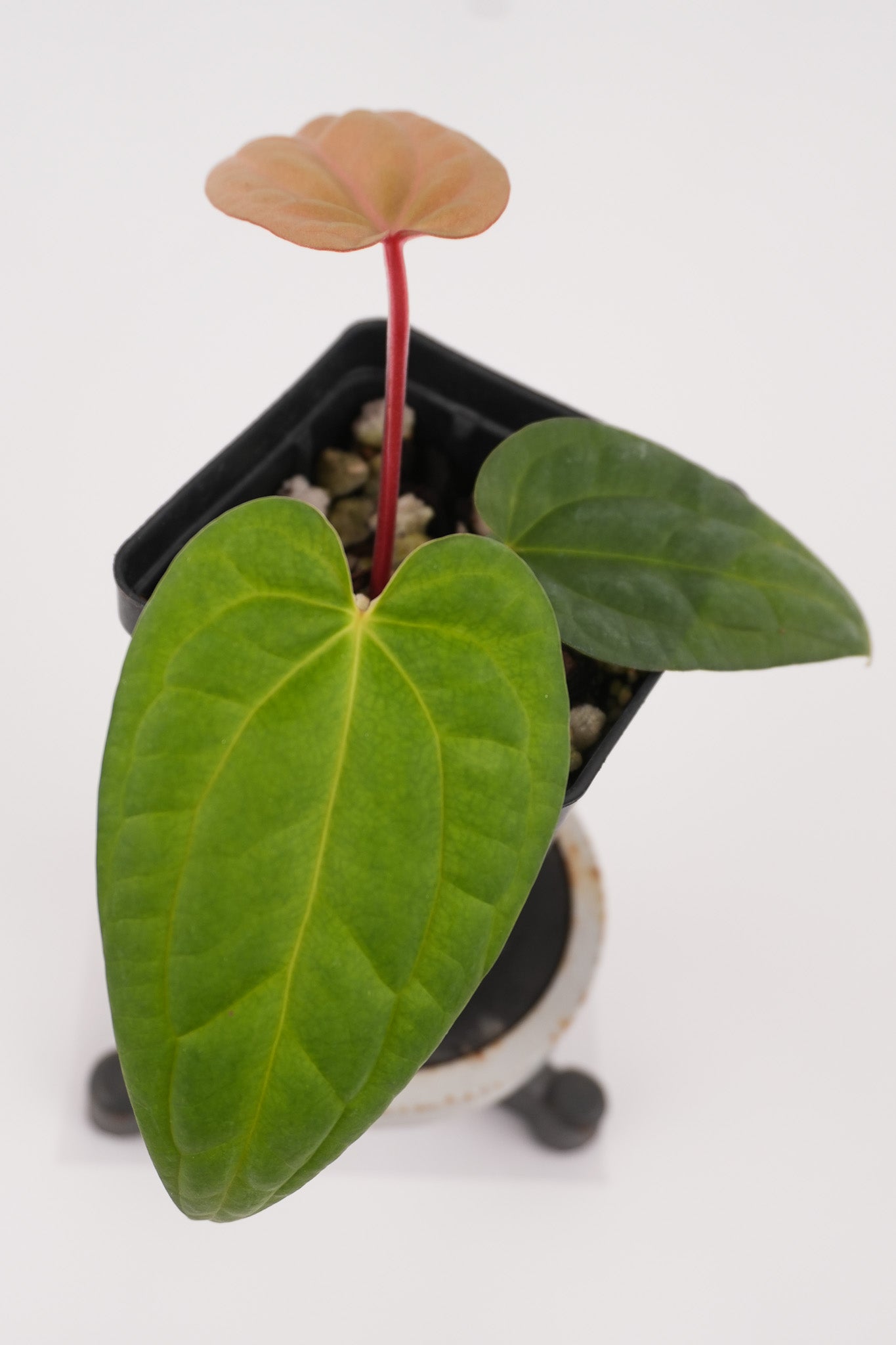 Anthurium 'Swampmannii Orange' x luxurians (CS118)