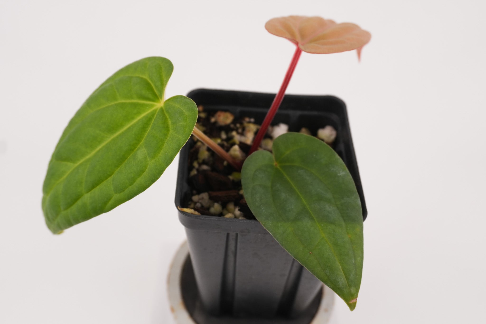 Anthurium 'Swampmannii Orange' x luxurians (CS118)