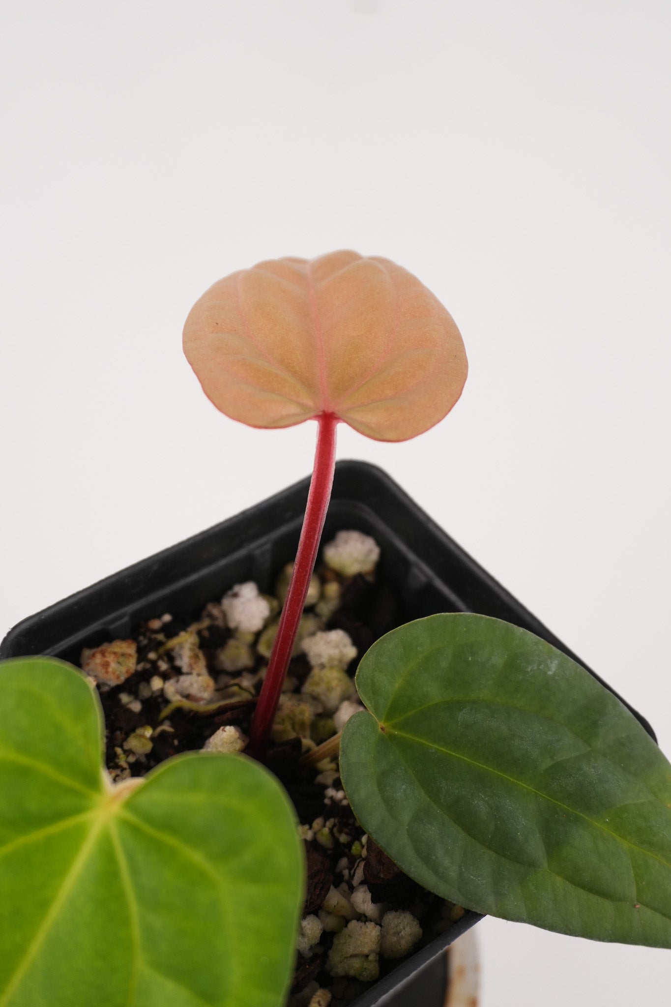 Anthurium 'Swampmannii Orange' x luxurians (CS118)