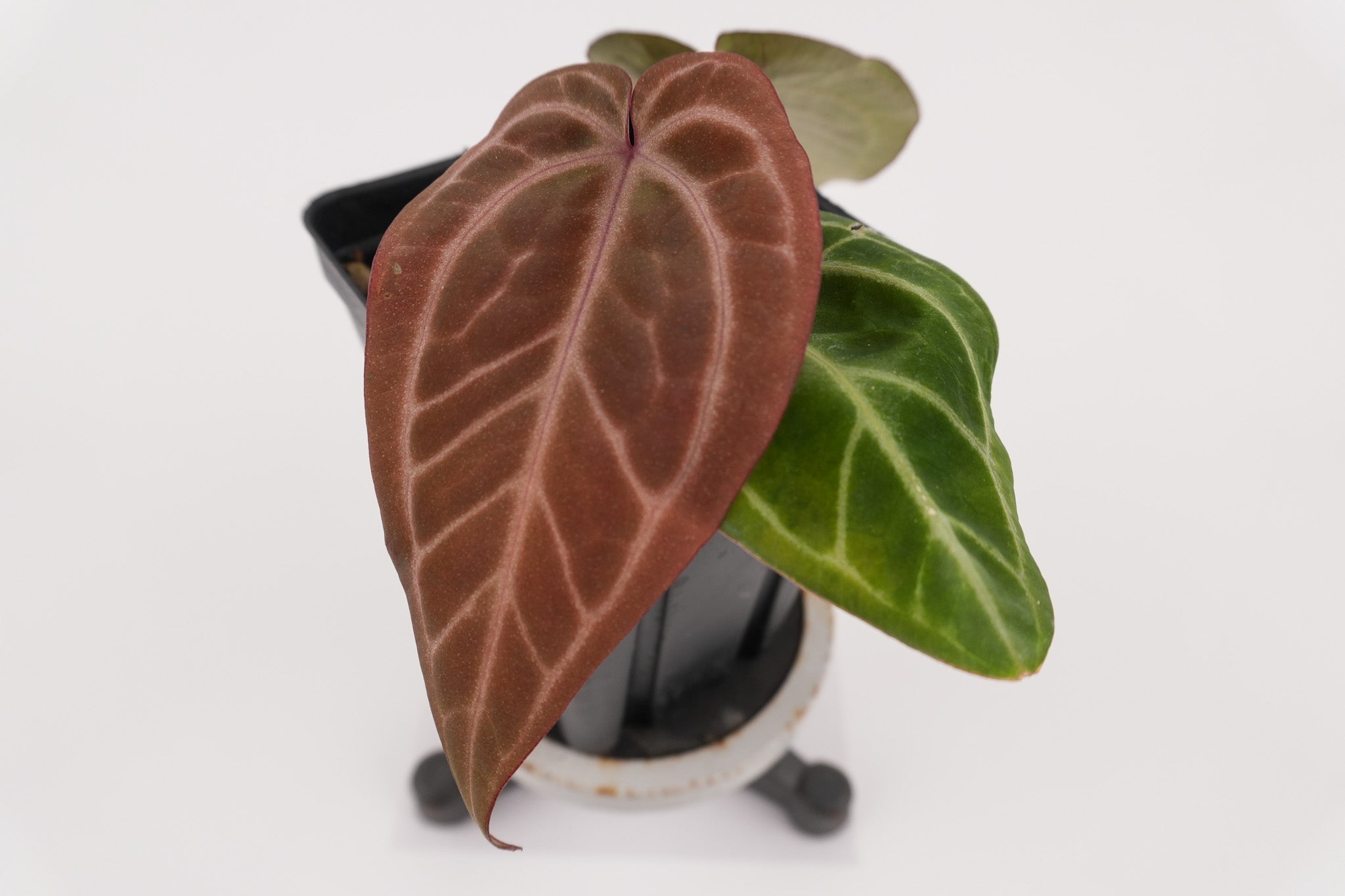 Anthurium 'Swampmannii Purple' x 'Doc Block Purple F2' (CS119)