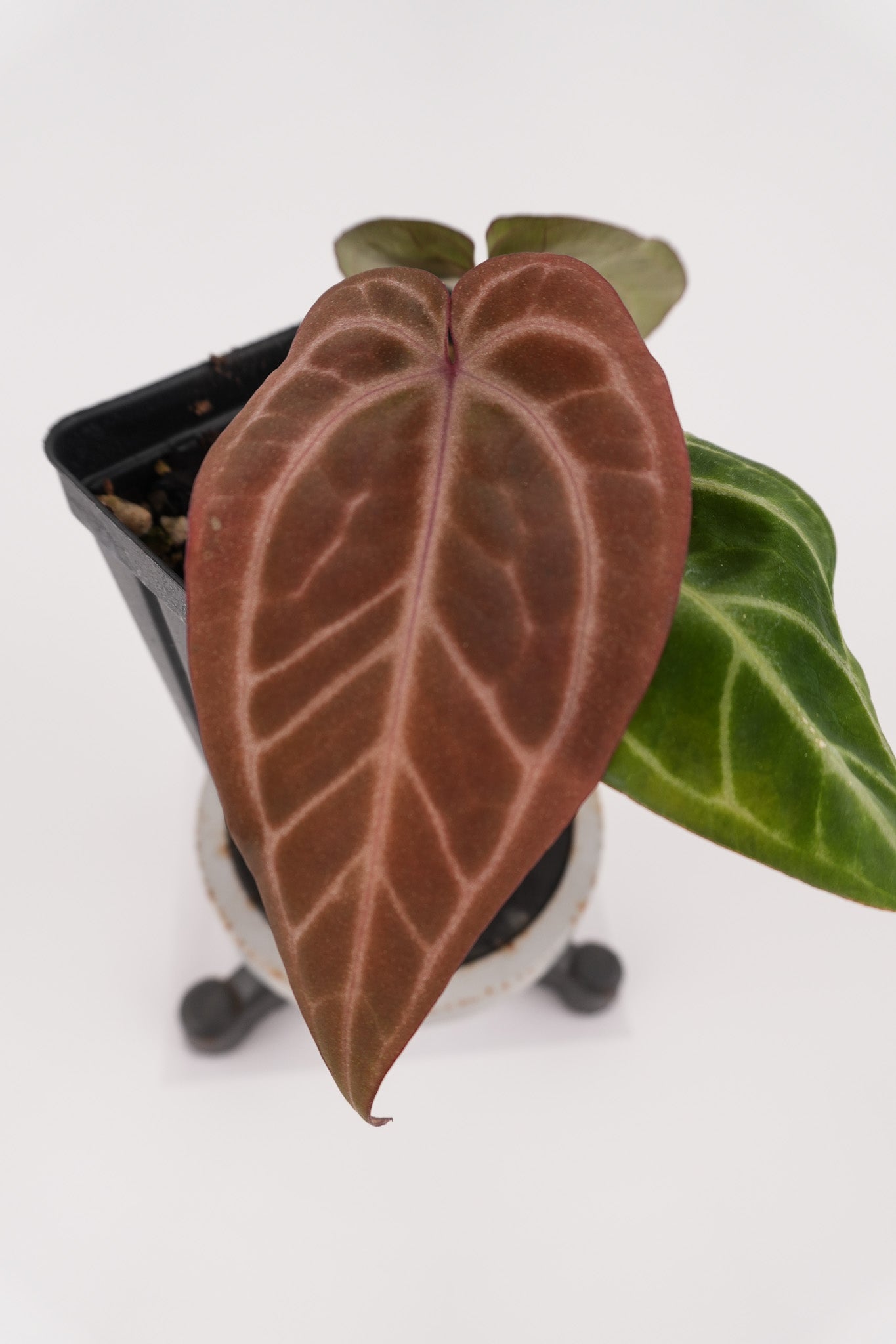 Anthurium 'Swampmannii Purple' x 'Doc Block Purple F2' (CS119)