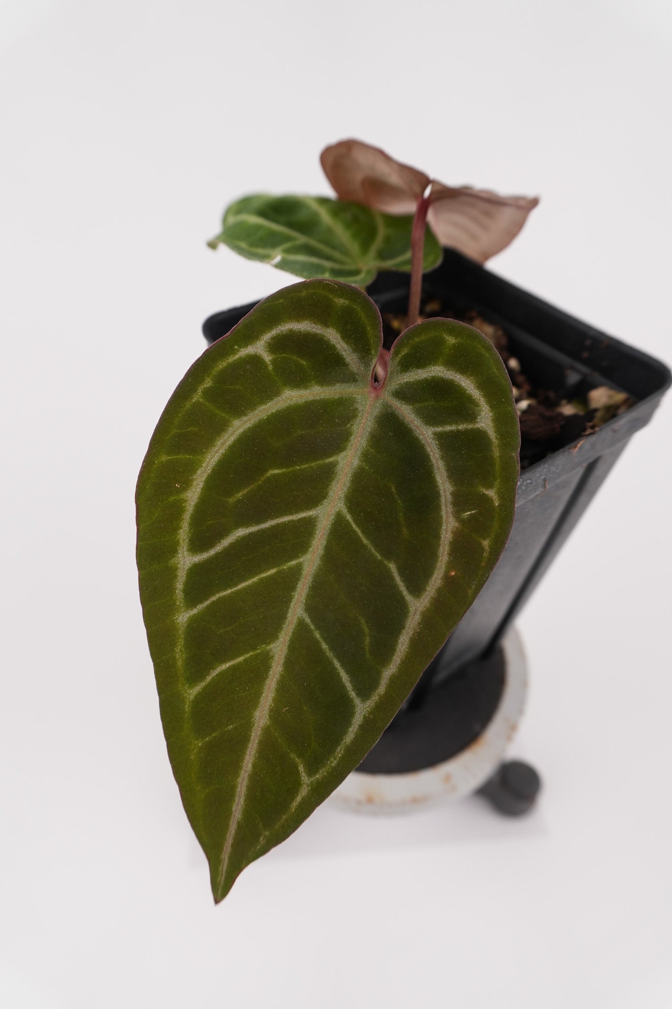 Anthurium 'Swampmannii Purple' x 'Doc Block Purple F2' (CS119)